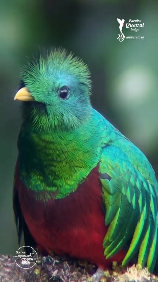 La temporada de quetzales está en su mejor momento y cada salida al bosque nos regala encuentros increíbles. El canto, el color y el vuelo de esta especie hacen que cada tour sea único. Si te apasiona la fotografía, la observación de aves o simplemente querés vivir algo especial en el bosque nuboso, este es el momento ideal.
📲 Reservá por WhatsApp: 8392-8298
📞 O llamanos al: 2200-0241
