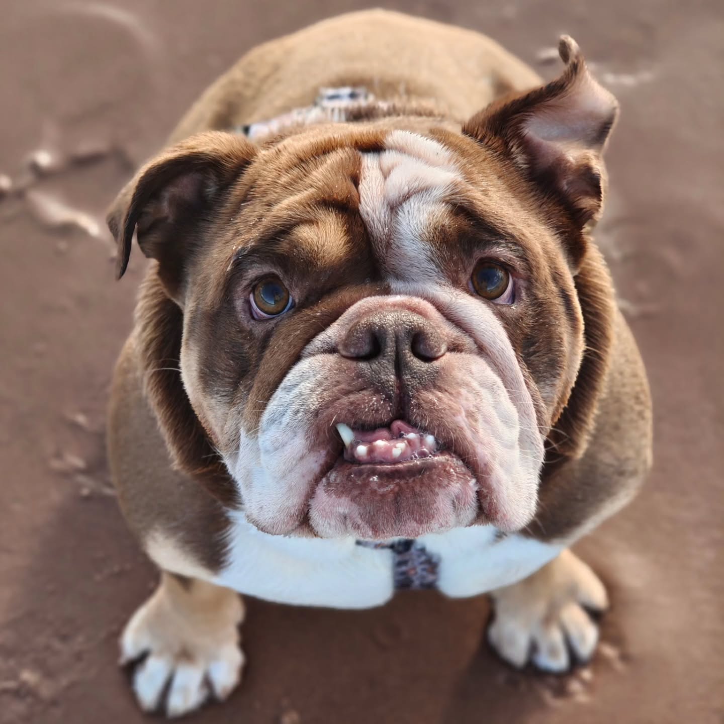 November snippets 📸
Portenctoss beach
Kelvinbridge sunset
Jim Jeffries gig
Sunrise
Daft dug at the dug park
Desperate for a bite of scone
Definitely might be
St Andrews day trip
Spanish Butcher date night