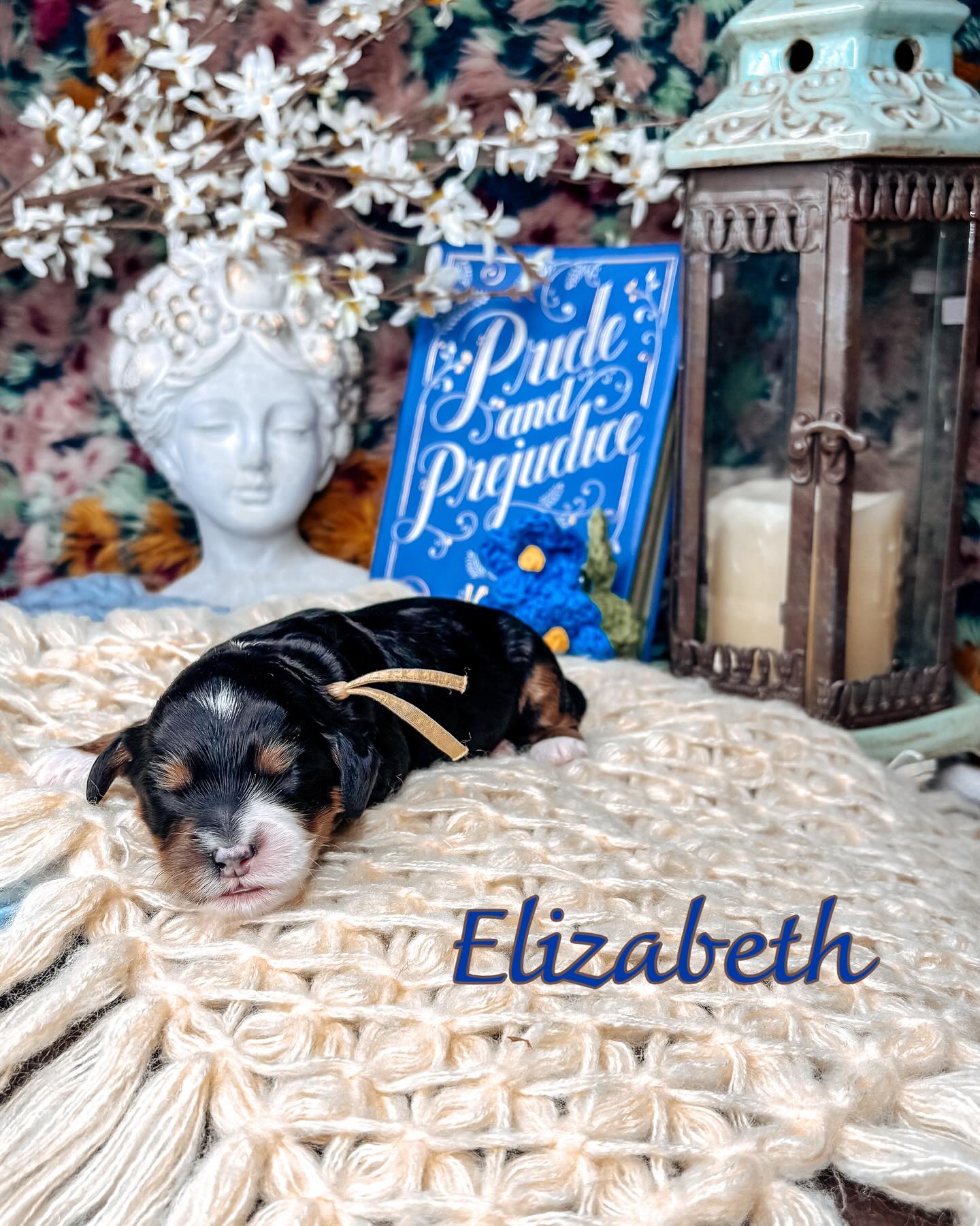 Let’s welcome Delilah and Jasper’s newest little darlings
A Pride & Prejudice–inspired litter full of charm, sweetness, and unmistakable good breeding.
These petite puppies are expected to be 12–15 lbs—perfect companions with hearts as big as Mr. Darcy’s character arc.
We have one spot remaining for this beautifully balanced litter.
It is a truth universally acknowledged… that a family in want of a perfect puppy should not wait long. 🤍
#southernmeadowsdoodles #micromini #australianlabradoodle #australianlabradoodlesofinstagram #australianlabradoodlebreeder #puppyculturebreeder