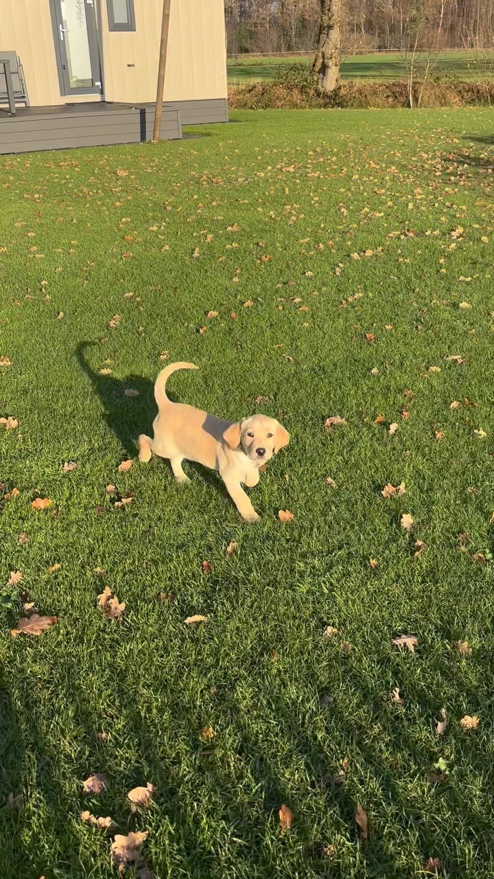 Samen is leuker dan alleen 🐶🫶🏼
Mag ik jullie voorstellen aan Teddy?! Onze blonde labrador, ze gaat regelmatig gezellig met mij mee naar ‘het werk’. Deze dondersteen moet met haar 9 weken nog veel leren maar is gek op mensen. Dus het verwelkomen van nieuwe gasten moet wel goed komen ☺️😉