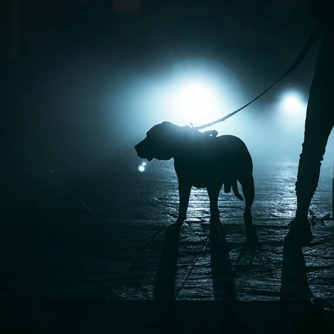 Why High-Visibility Accessories Matter for Dogs in Winter
Large breed dog on a lead and harness being walked in the dark
Winter in the UK brings shorter days, darker mornings, early sunsets, fog, drizzle and long stretches of overcast weather, it is not the best, is it?! For dog guardians, that means a significant portion of daily walks happens in low-light conditions. Ensuring your dog is clearly visible is not simply a matter of good practice—it is a vital safety measure supported by behavioural science, welfare considerations and data on roadside risk.
Full blog post here
https://www.problempetsolutions.co.uk/single-post/why-high-visibility-accessories-matter-for-dogs-in-winter