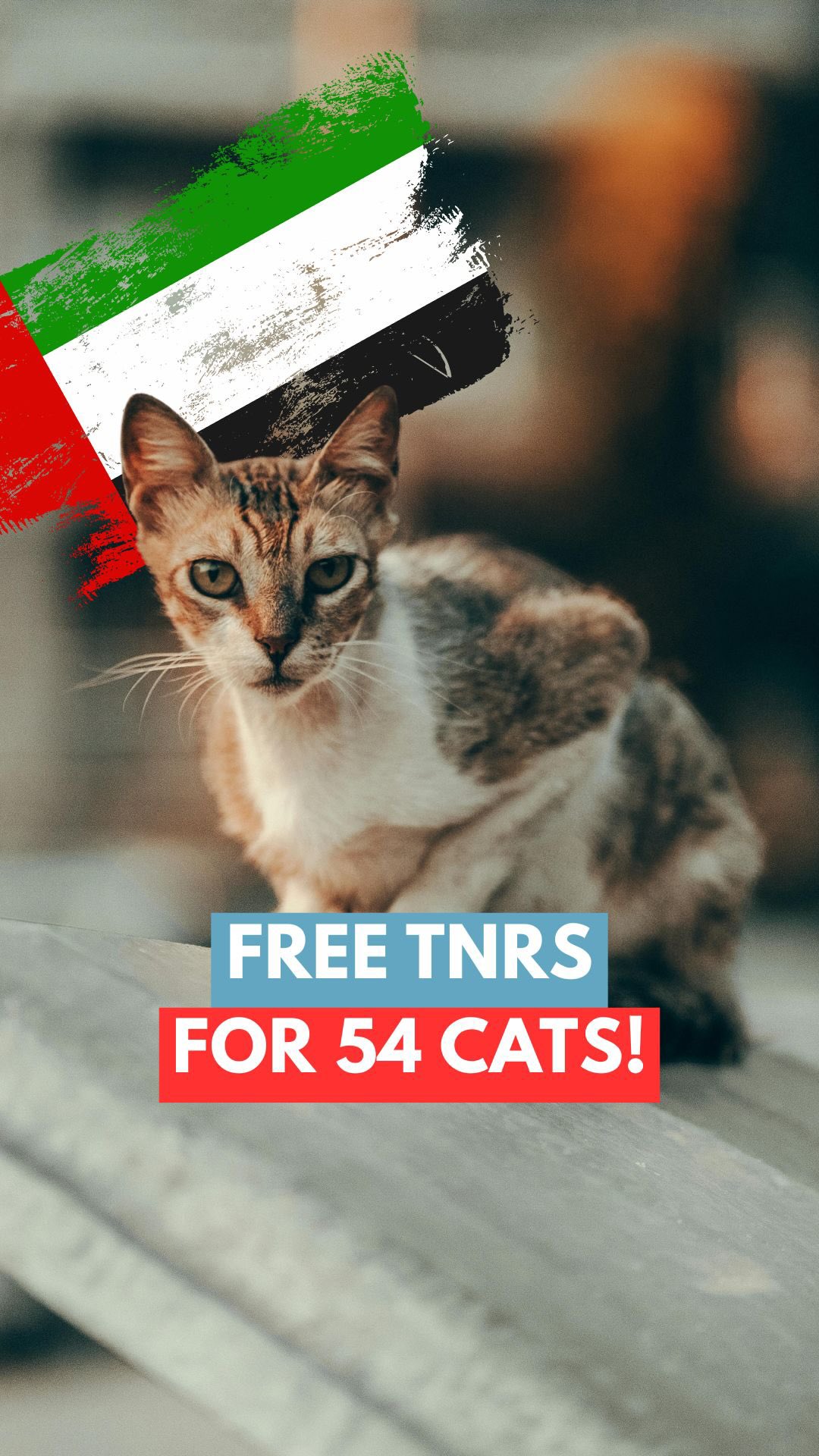 Only for male cats, we’re offering 54 FREE TNR (Trap, Neuter & Return) procedures throughout the month of December. If you love helping street cats, simply register by calling our reception this month to secure a slot and bring in male cats for TNR!
TNR is one of the most effective ways to help community cats - it prevents continuous litters, reduces fighting and stress, and supports healthier, happier colonies.
Let’s work together for a kinder, healthier community for our feline friends. 🩵
‼️Registration with the reception is a must
☎️ Call us now -
+971 4 283 7744
@mikesvetdxb