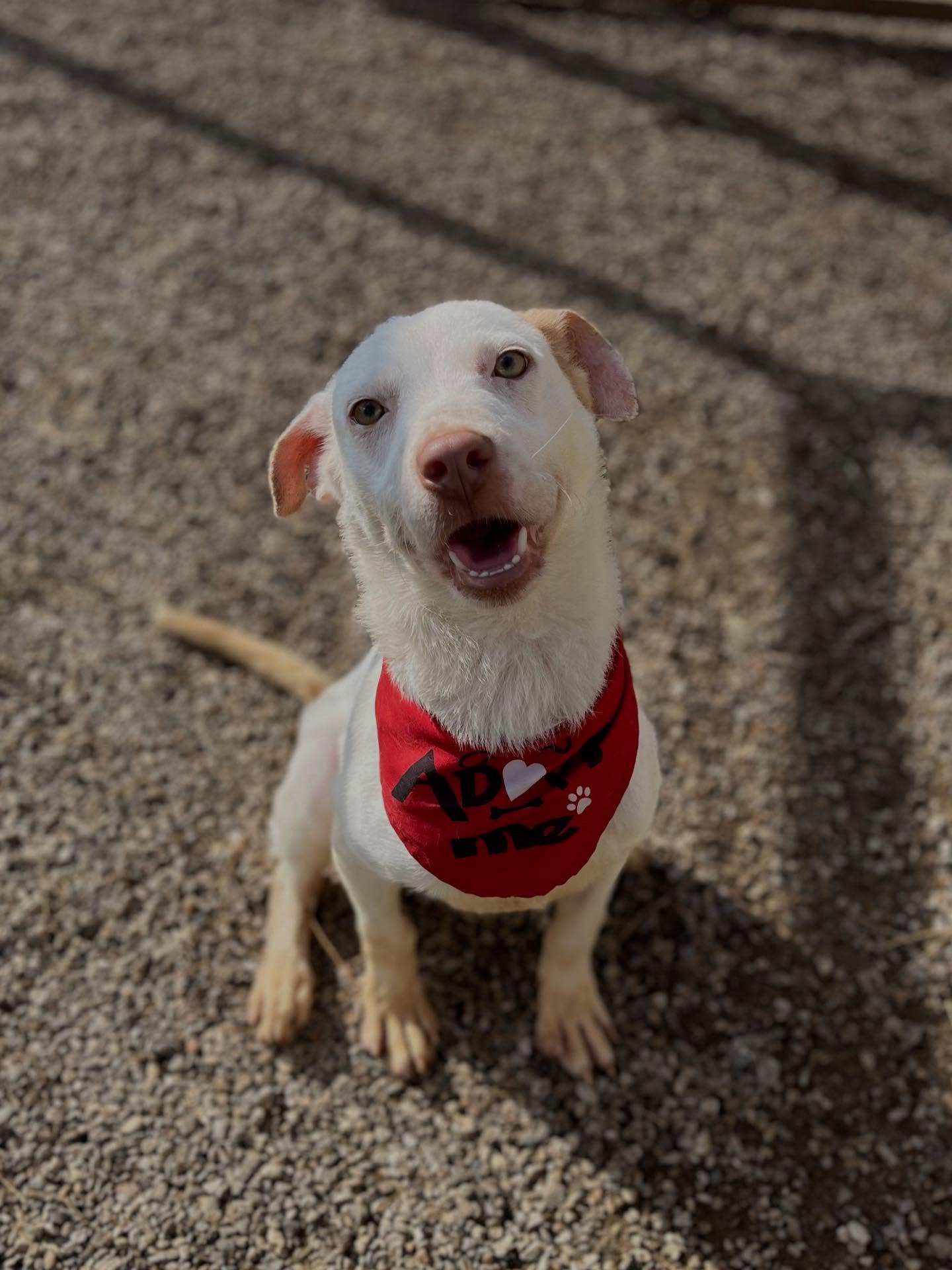 12/13 safe with foster! Woo hoo! 🐾
URGENT: Transport Foster Needed Until 1/1
Timothy needs a 3-week foster so he can hop on the January 3rd transport out of Texas. Taking him in short-term will open up a much-needed indoor kennel at fortworthacc that currently has no open kennels and having to make tough decisions every day.
Timothy is a 10-month-old, 26 lb neutered male. He’s:
• Dog friendly and enjoys playgroup
• Sweet, happy, and medium energy
• Easy to leash, handle, and walk
• Very treat motivated, knows “sit,” and just needs some basic manners reinforced
He’ll try his best to stay on the nice list if someone can give him a safe spot through 1/1. 💙
He is located at Fort Worth Animal Care & Control – South/Silcox- 4900 Martin Street, Fort Worth, TX 76119
💌 Send an email to FWACCfoster@fortworthtexas.gov to tag and schedule an appointment for pickup if you can foster Timothy and help save a life AND open a kennel.