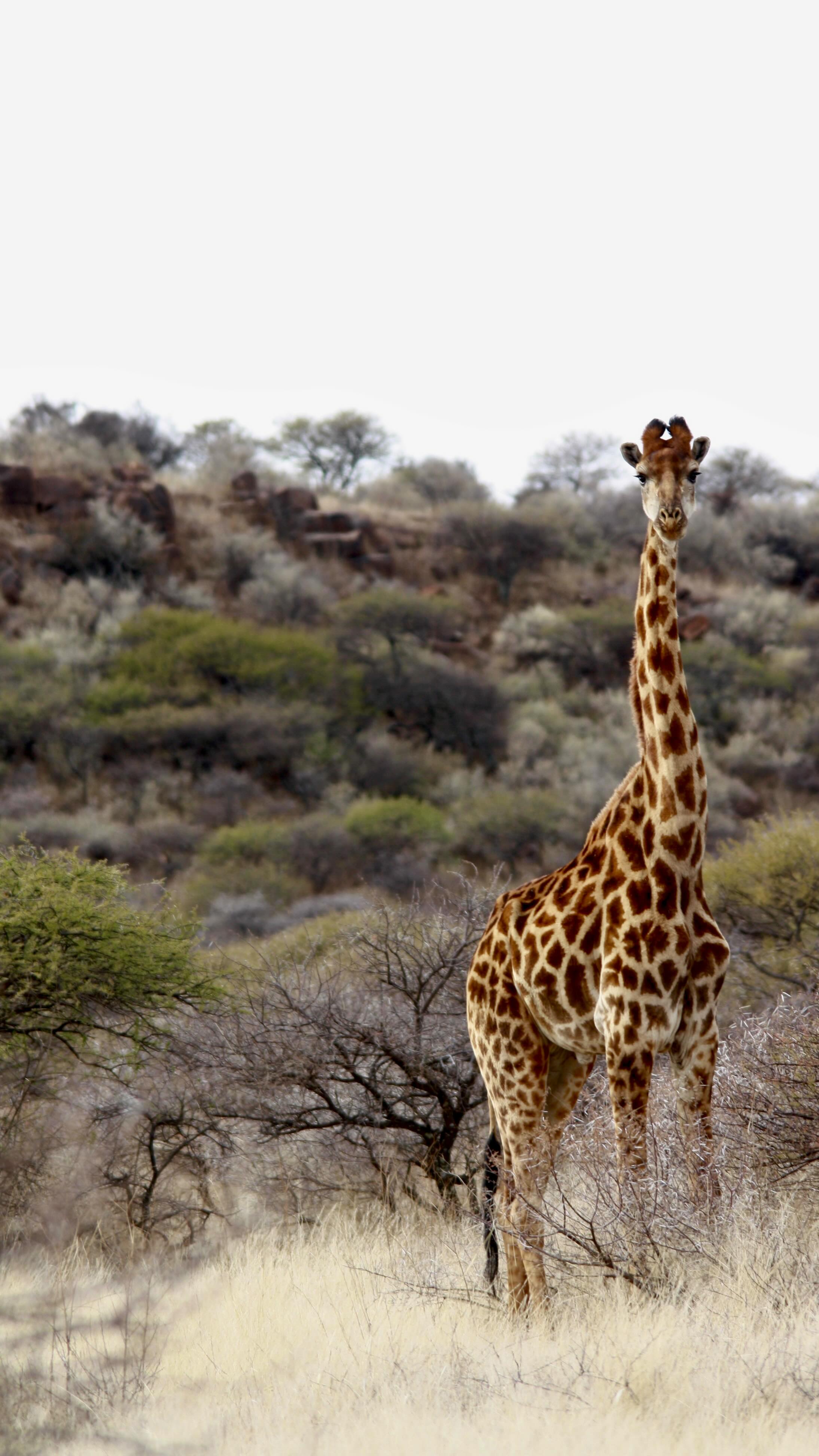 Welcome to your home in Africa for 15 - 20 Feb 2026 🌙
Featuring a few of our room options as well as some communal spaces. Visit our website or reach out via dm for more info 🤎
See you in Africa! 🦒🐘✨
#yogasafari
#travelshorts
#wildlifesafari
#yogaretreat