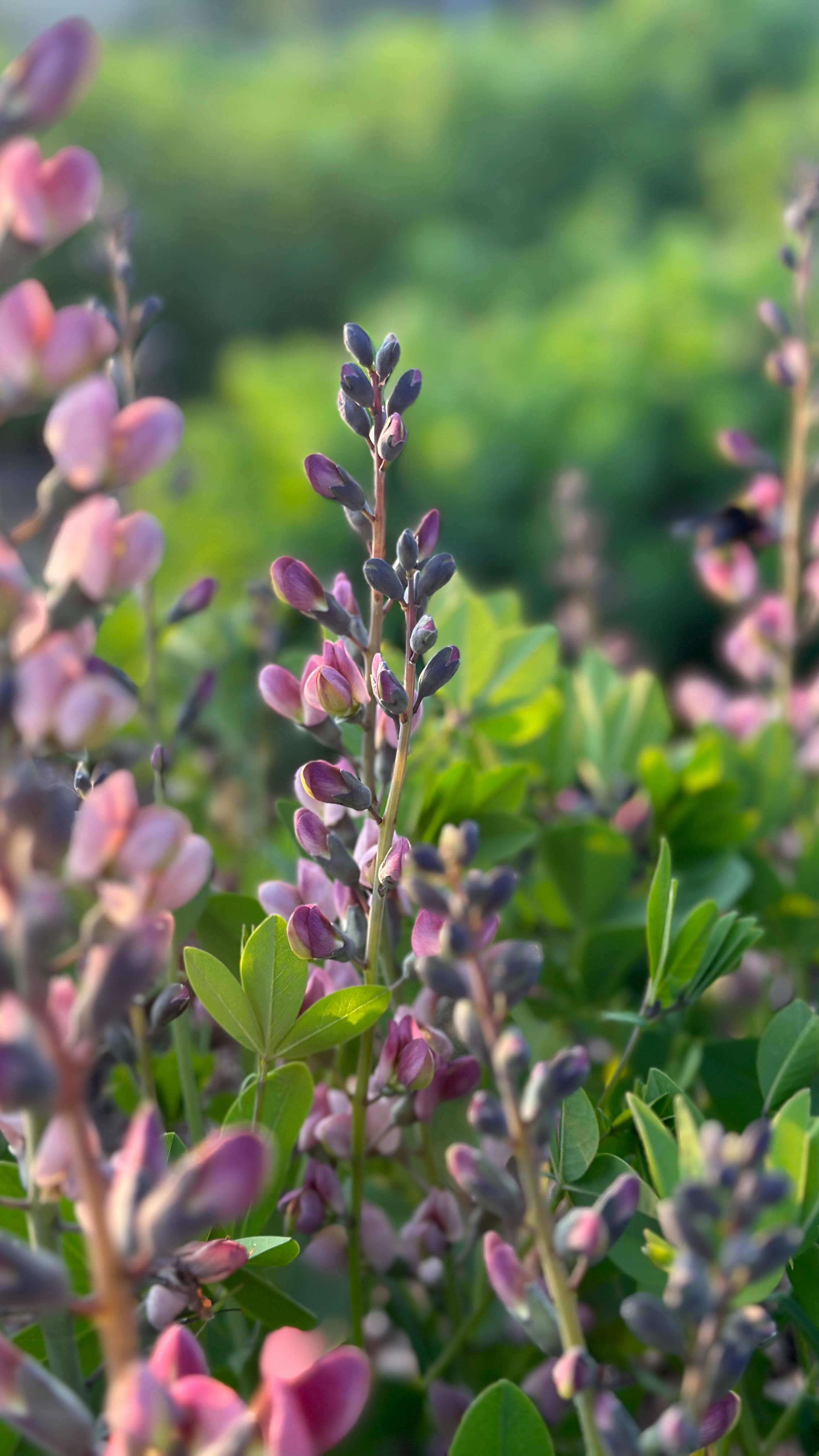 CSA- flower shares available for 2026.
The perfect Christmas gift. 🌸