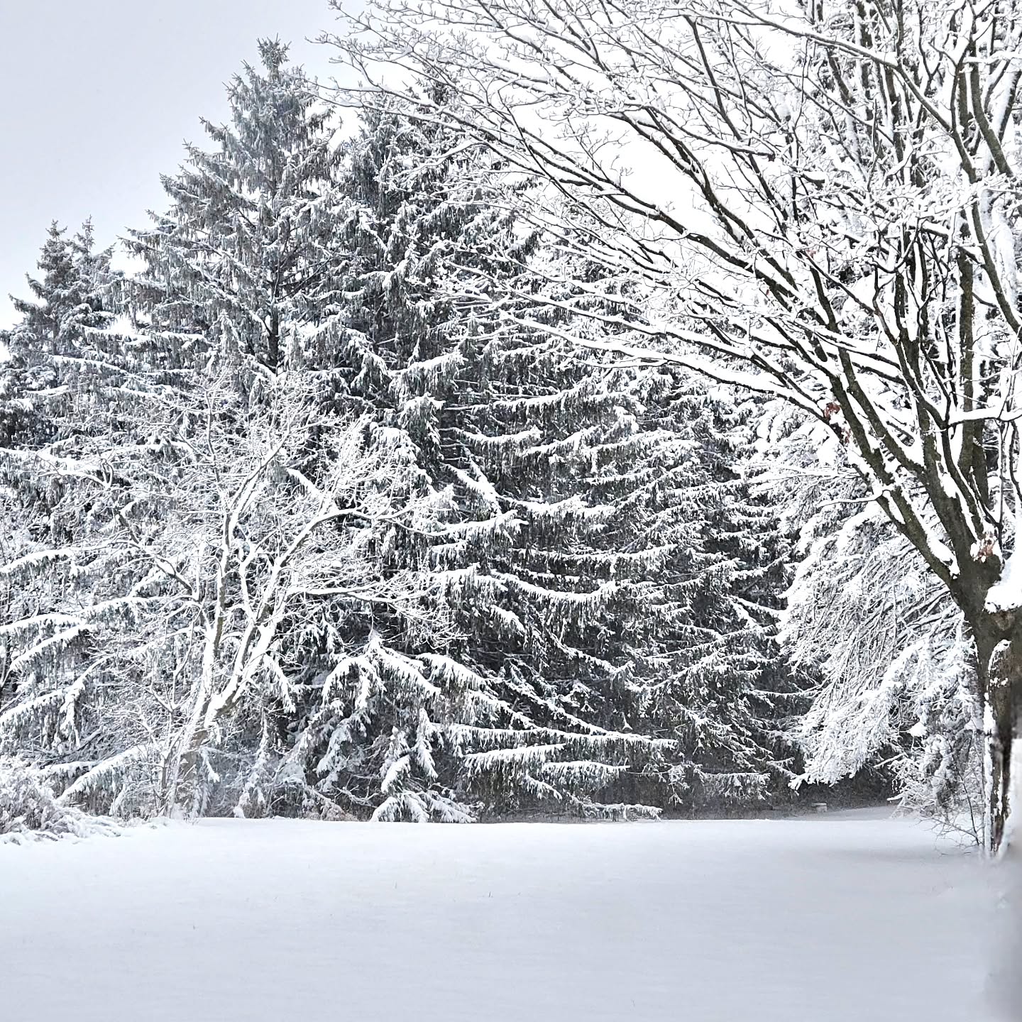 A magical winter wonderland in Saginaw County, Michigan.
#winter #winterwonderland #snowfall #snowy #snowcovered #puremichigan #peaceful #beautiful #kathy_woods_booth_photography #michiganphotographer #seasonsgreetings #yes_busa #yes_global