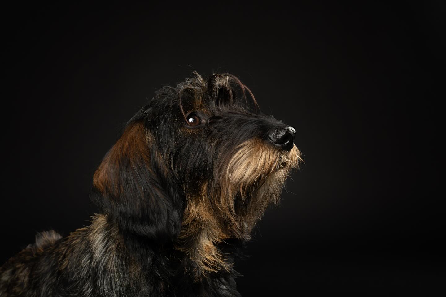 Jip, mijn oppashondje😍. Via een app leerde ik Jip en haar baasjes kennen. Ze waren op zoek naar een hondenoppas. Jip was maar een paar maanden oud toen ze voor het eerst bij mij thuiskwam. Inmiddels is ze 1,5 jaar.
Als ik een rondje ga lopen en haar tegenkom tijdens haar wandeling is ze zó blij, springend en rennend word ik onthaald. Dat soort momenten zijn voor mij echt geluksmomentjes 🥰.
Ze weet precies de weg naar ons huis, komt binnen rennen en meteen de speeltjes mand in duikt om een veel te grote knuffel eruit te halen.
Welke hond die niet van jou is heeft jouw hart gestolen? 😋
#oppas #hondenfotografie #studio #fotoshoot #nijmegen