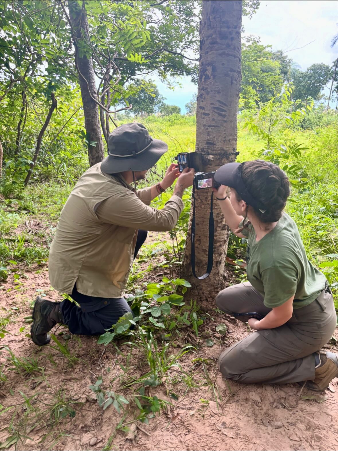 It’s World Jaguar Day! A perfect moment to highlight the incredible work happening in jaguar conservation.
Earlier this year, I had the chance to spend time with @paulraadc , @samucapelomundo , and the rest of the @impactoinstituto team in the Pantanal to see what jaguar conservation looks like on the ground for @katieadamsonconservationfund .
What struck me most was how closely the future of jaguars is tied to the people who live there. About 90% of the Pantanal wetlands are cattle ranches, which means meaningful conservation has to work hand-in-hand with local livelihoods.
The Instituto Impacto team not only gathers vital data on jaguar movements and ecology, but also leads community-based conservation. While I was in Brazil, they partnered with ranchers and community members to implement practical solutions like electric fences and deterrent lights to encourage jaguars to use their wild space. Small changes that make a big difference. They are also teaching students in schools about the importance of preserving ecosystems and connecting them with the natural world!
Seeing these collaborations in action, and how they build trust between communities and conservationists, was genuinely inspiring.
Grateful to the Instituto Impacto team for the work they’re doing. I left the Pantanal truly inspired. Some of the best things you can to do support jaguar conservation is supporting organizations like @impactoinstituto and through booking sustainable eco-tours to view jaguars in the wild!
Happy World Jaguar day!
#jaguar #wildjaguar #wildlife #bigcats #pantanal #mottogrosso #jaguarconservation #wildlifeconservation #safari #conservation #impacto
#brazil #brazilconservation