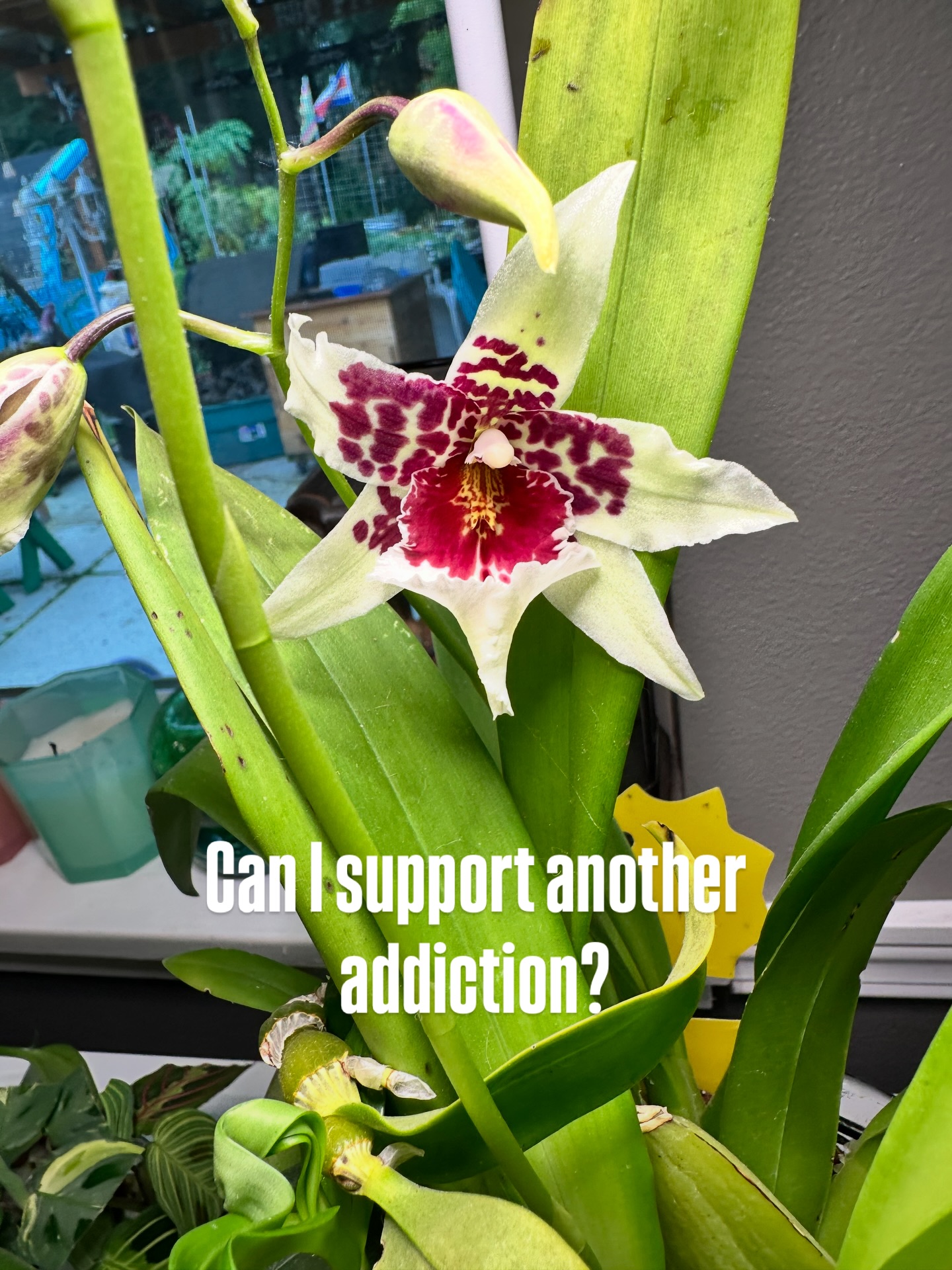 A year ago I casually dipped a toe into the orchid pool… strictly for “educational purposes,” of course. 🌱
Now this dramatic diva shows up and blooms like this and suddenly I’m side-eyeing my other plant addictions like… do I really need boundaries? Or just a bigger shelf?? 😅
How many plant obsessions is too many? Asking for a friend. (It’s me. I’m the friend.)
Perhaps another trip to Emerald City Orchids is in order…
#OrchidAddiction #PlantProblems #HouseplantJunkie #OrchidLove #PlantNerd #OneMorePlant #JustOneMore #PlantLife #PlantHumor #IndoorJungle #AddictedToGrowing