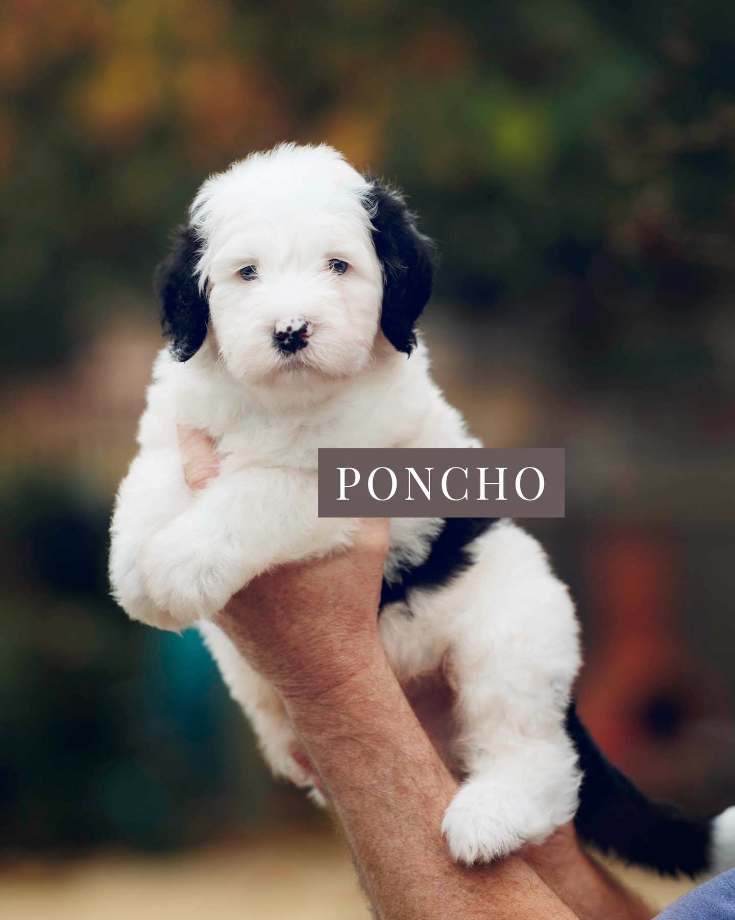 Our five-week-old Sheepadoodle puppies have officially entered their “large lap dog in a tiny body” phase. They’re convinced they’re pocket-sized, and honestly… we’re not correcting them.
They bounce around the turf area like fluffy little rabbits, hopping from one spot to the next with absolutely no coordination and full confidence. They’ve also decided the slide is their new favorite activity, and thunderstorms? Apparently not a concern. They listened, blinked once, and carried on with their day.
They got to try out the turf this week too, and let’s just say they’re fully committed to the lifestyle.
If you’re interested in future litters, head to our website → Current Litters page → scroll to the bottom. All the info is there.