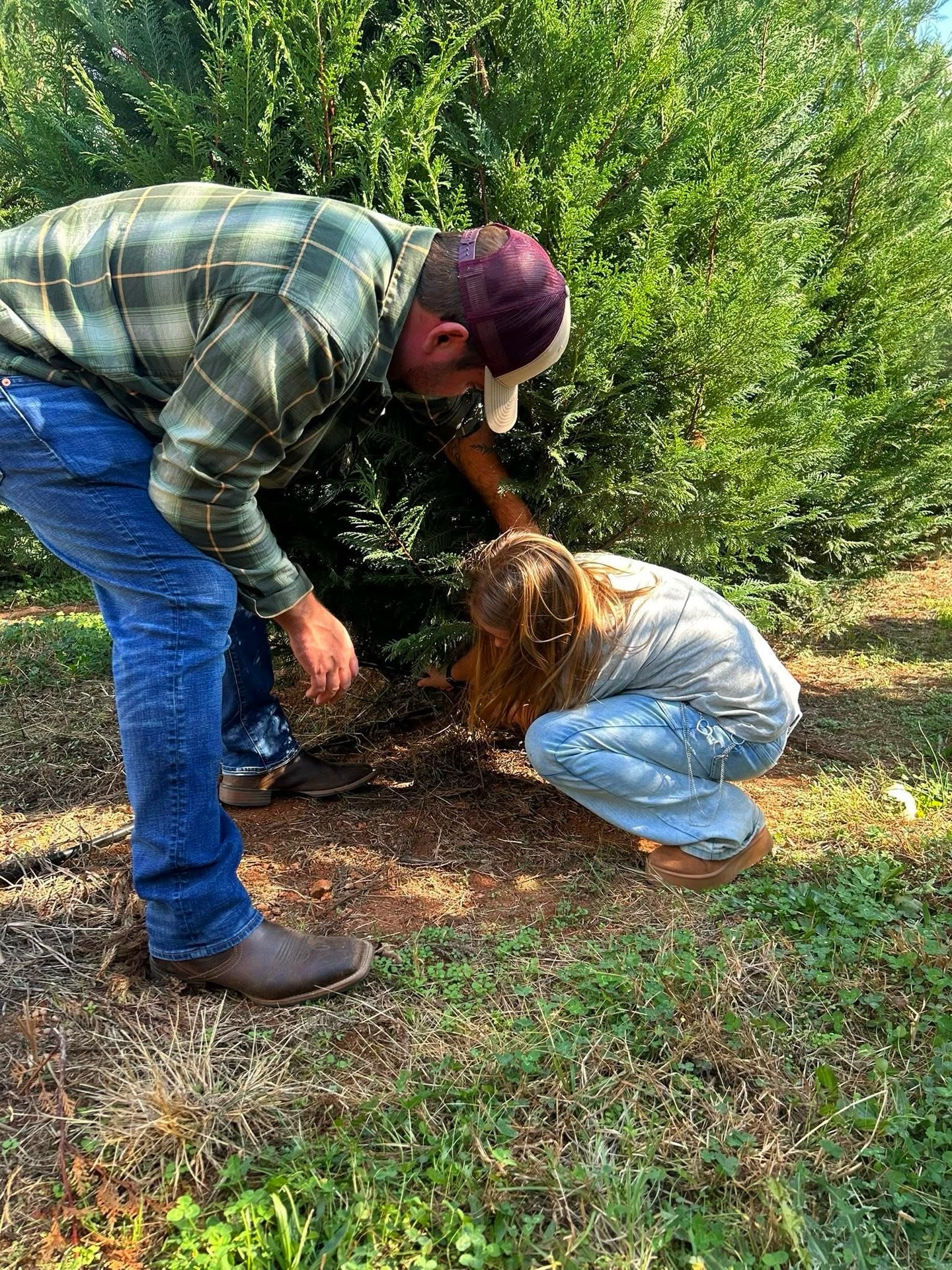 🎄✨ Nothing beats picking out your own Christmas tree at Jack’s Creek! ✨🎄
We have field trees you can cut yourself AND fresh pre-cut Fraser firs straight from North Carolina! 🌲
If you choose a field tree, we provide the saw, and once you’ve picked the perfect one, we’ll shake it, bale it, and tie it securely to your car — all included! 🚜🎄
📅 Hours:
Weekdays: 11 AM – 6 PM
Weekends: 9 AM – 6 PM
🎅 Santa Hours:
• Dec 6 — 11 AM–4 PM
• Dec 7 — 10 AM–5 PM
• Dec 13 — 10 AM–5 PM
• Dec 14 — 10 AM–5 PM
Bring the whole family and make Christmas memories with us at Jack’s Creek! ❤️✨
#JacksCreekFarms #CutYourOwnTree #FraserFirs #ChristmasOnTheFarm #FamilyTradition