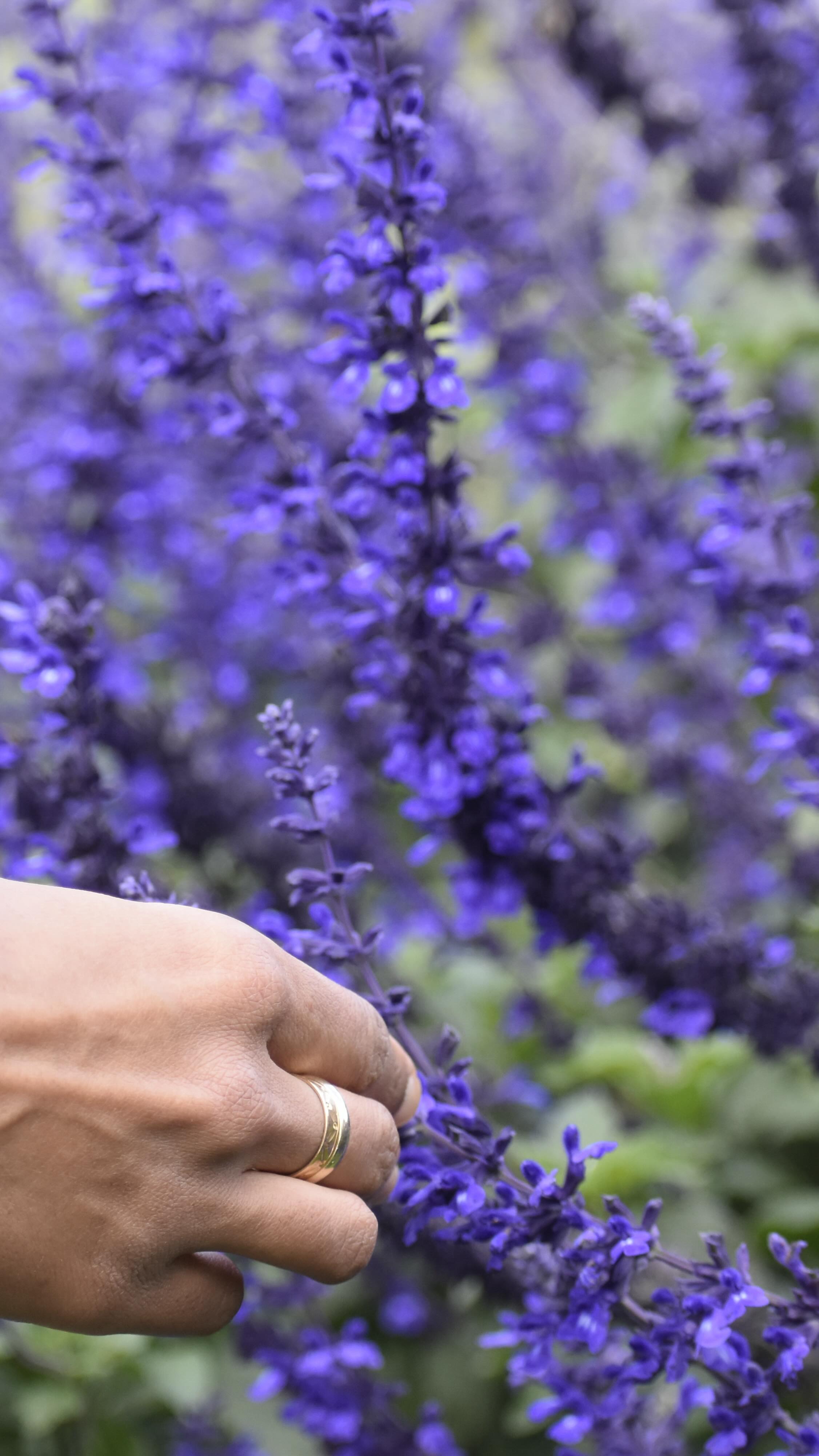 Wow 🤩 so much goodness on this balcony garden in such a short season, especially this one! This space has changed and grown so much. There’s plenty to pick from right now, but I’m extra excited to harvest our heirloom purple beans, 𝐚 𝐜𝐮𝐫𝐫𝐞𝐧𝐭 𝐚𝐧𝐝 𝐡𝐢𝐬𝐭𝐨𝐫𝐢𝐜 𝐰𝐢𝐧 𝐟𝐨𝐫 𝐬𝐞𝐞𝐝 𝐬𝐚𝐯𝐢𝐧𝐠 𝐚𝐧𝐝 𝐬𝐡𝐚𝐫𝐢𝐧𝐠 𝐢𝐧 𝐊𝐞𝐧𝐲𝐚.
𝐅𝐨𝐫 𝐭𝐡𝐞 𝐟𝐢𝐫𝐬𝐭 𝐭𝐢𝐦𝐞 𝐢𝐧 𝐲𝐞𝐚𝐫𝐬, 𝐟𝐚𝐫𝐦𝐞𝐫𝐬 𝐜𝐚𝐧 𝐟𝐢𝐧𝐚𝐥𝐥𝐲 𝐬𝐚𝐯𝐞, 𝐠𝐫𝐨𝐰, 𝐞𝐱𝐜𝐡𝐚𝐧𝐠𝐞, 𝐚𝐧𝐝 𝐜𝐞𝐥𝐞𝐛𝐫𝐚𝐭𝐞 𝐭𝐡𝐞𝐢𝐫 𝐨𝐰𝐧 𝐬𝐞𝐞𝐝𝐬 𝐚𝐠𝐚𝐢𝐧. 𝐀 𝐫𝐞𝐜𝐞𝐧𝐭 𝐜𝐨𝐮𝐫𝐭 𝐣𝐮𝐝𝐠𝐦𝐞𝐧𝐭 𝐬𝐭𝐫𝐮𝐜𝐤 𝐝𝐨𝐰𝐧 𝐥𝐚𝐰𝐬 𝐭𝐡𝐚𝐭 𝐨𝐧𝐜𝐞 𝐜𝐫𝐢𝐦𝐢𝐧𝐚𝐥𝐢𝐳𝐞𝐝 𝐮𝐧𝐫𝐞𝐠𝐢𝐬𝐭𝐞𝐫𝐞𝐝 𝐬𝐞𝐞𝐝 𝐬𝐡𝐚𝐫𝐢𝐧𝐠 𝐚𝐧𝐝 𝐡𝐚𝐧𝐝𝐞𝐝 𝐭𝐨𝐨 𝐦𝐮𝐜𝐡 𝐩𝐨𝐰𝐞𝐫 𝐭𝐨 𝐦𝐮𝐥𝐭𝐢𝐧𝐚𝐭𝐢𝐨𝐧𝐚𝐥𝐬. 𝐈𝐭’𝐬 𝐚 𝐦𝐚𝐣𝐨𝐫 𝐬𝐭𝐞𝐩 𝐭𝐨𝐰𝐚𝐫𝐝 𝐭𝐫𝐮𝐞 𝐬𝐞𝐞𝐝 𝐚𝐧𝐝 𝐟𝐨𝐨𝐝 𝐟𝐫𝐞𝐞𝐝𝐨𝐦, 𝐧𝐨𝐭 𝐣𝐮𝐬𝐭 𝐟𝐨𝐫 𝐊𝐞𝐧𝐲𝐚 𝐛𝐮𝐭 𝐟𝐨𝐫 𝐭𝐡𝐞 𝐜𝐨𝐧𝐭𝐢𝐧𝐞𝐧𝐭. 𝐀 𝐡𝐮𝐠𝐞 𝐦𝐨𝐦𝐞𝐧𝐭. 🎉 🙌🪻🫂
This is also our last season to enjoy this balcony bounty before we move homes in a month. A big and exciting new chapter. This space has transformed so much over the past five years, it even built its own little microclimate up here, exactly what we needed. And the best part? The new person moving in is excited to keep the mulberry and bougainvillea wildness alive, which makes me so happy after all the work that went into it 👣🙌🐝
Bittersweet, but we are already imagining our new space and the garden we’ll create. Exciting times ahead!
#permaculturerooftop