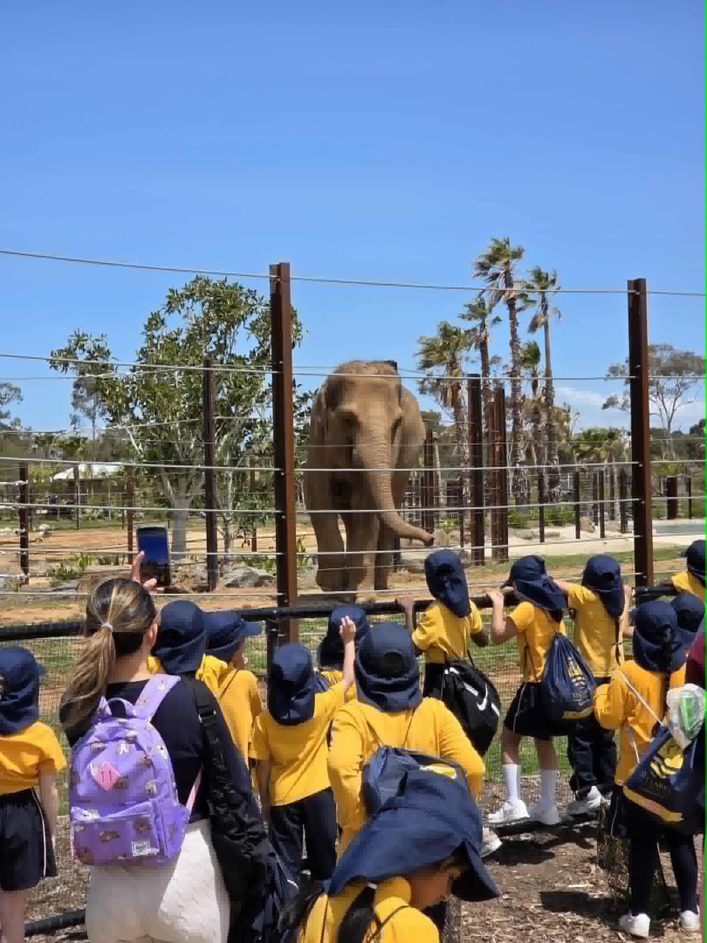 Recently, our Year One children went on an excursion to the Werribee Zoo. What an amazing day they had - the Safari Bus was a definite highlight 🚌🌟
This experience was aimed at building on the children’s knowledge of animals. They then used the information they had gathered to write incredible information reports 🐘🦒🦛🦁