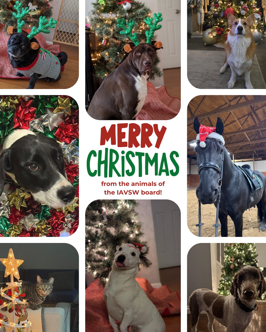 Merry Christmas from all of us at the IAVSW! 🎄🐾
Wishing you a day filled with warmth, joy, and a little extra love from the animals who make our lives brighter. Thank you for all you do to support the human–animal bond—today and throughout the year. ✨❤️