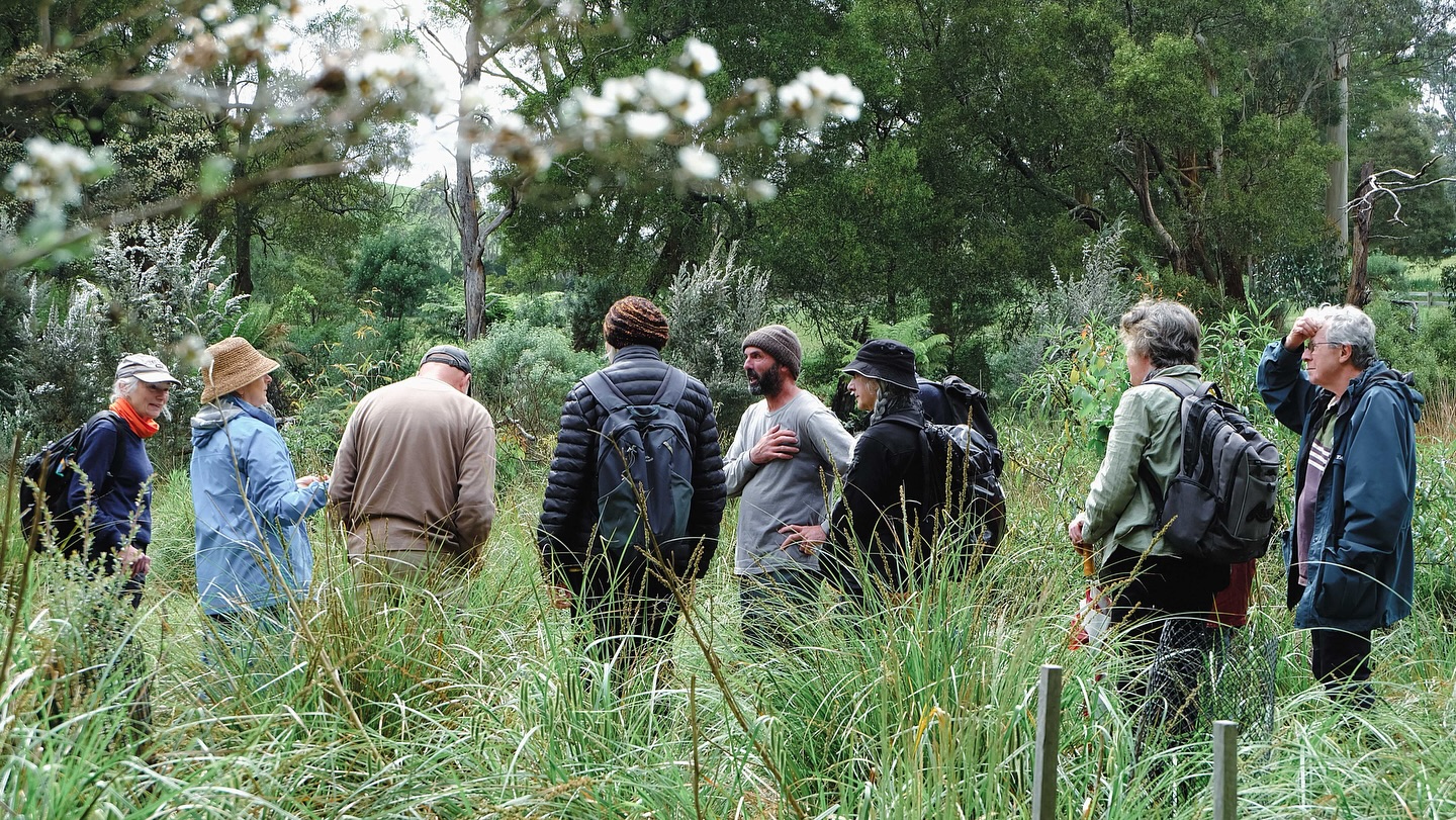 🌿🦞 We had an inspiring morning out in the bush last weekend for our Hoddle Creek Rehabilitation Tour.
Chris’s place is a powerful example of what long-term, thoughtful stewardship can achieve. Over several decades, the land has been rehabilitated in stages, each section telling its own story of recovery.
We began in the upper gully, where early revegetation - already ten years old when Chris first arrived in 2015 - has flourished under patient care. With steady weed control and the addition of nesting boxes from @wildlifelatrobe , this area is now full of life. One box alone was reported to have 30 feather-tail gliders having a snooze!
Native orchids and ferns are returning to the dappled light of the understory, thriving in the space once crowded by invasive species.
Further downslope, Chris has been restoring a section of Hoddle Creek, which feeds into Battery Creek. Previously choked by willows and weeds, the creek is now breathing again. The original creek line is slowly reforming, the bed widening, and ferns have begun to appear on the edges of burrows constructed by crays who are busy shoring up the landscape for other native species.
Lewin’s rail and swamp antechinus have already been spotted, and there’s hopeful talk that the platypus may one day find their way back.
As Chris put it: “When you get the weeds under control, the bush really starts looking after itself.”
Other highlights included seeing propagated myrtle beech - a living link to Gondwana - and sharing good conversation in an inspiring setting.
A big thank you to Chris for opening his property and to everyone who joined us. What a privilege to witness a landscape healing itself with the right care and commitment.