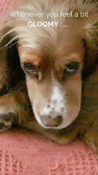 "If you need a little midweek smile, go meet HunnyWunny โ sheโs basically a furry little life coach in disguise!" ๐พ๐๐ถ
She has her very own Instagram page now @hunnywunnycocker.uk and it's her very first #WiggleWednesday today!
#SpanielLove
#ForTheLoveOfDogs
#MotivationalPets
#DogsofInstagram
#WiggleItWednesday
#RaisingTheVibration