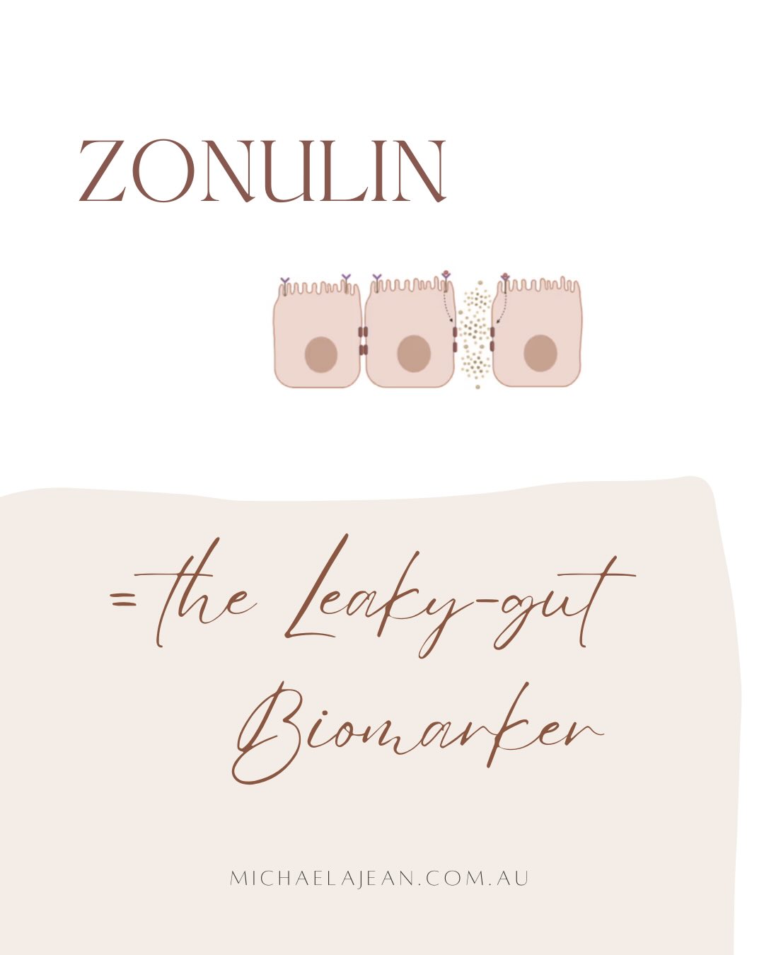 ZONULIN. Think of this guy like the doorman / gatekeeper of your intestinal / gut wall. When in the right levels, like many functions and organ systems in our bodies - all is in balance. When Zonulin is in the right levels the tight junctions between cells are sealed tight and secure doing their job of transferring nutrients effectively and without delay.
However when there are too many of these doormen around (IE your zonulin levels are too high), suddenly - the doormen become lazy and no-one is minding the door!? The doorways widen allowing for large foreign molecules, pathogens + other unwanted intruders into the digestive tract + out into the bloodstream.
This process / imbalance, is one of the most common and dangerous precursors to chronic inflammation + disease in the body.
Zonulin is a test I am always wanting accounted for when long-term unresolved health concerns such as acne, eczema, hormone imbalances, chronic fatigue, IBS and autoimmune disease are concerned.
Nurturing your gut wall is an essential keystone to good health + optimal wellbeing. Eating foods that support the health of your intestinal epithelial cells / gut-wall and reduce inflammation in the digestive tract is something I recommend to every one of my clients 🤍