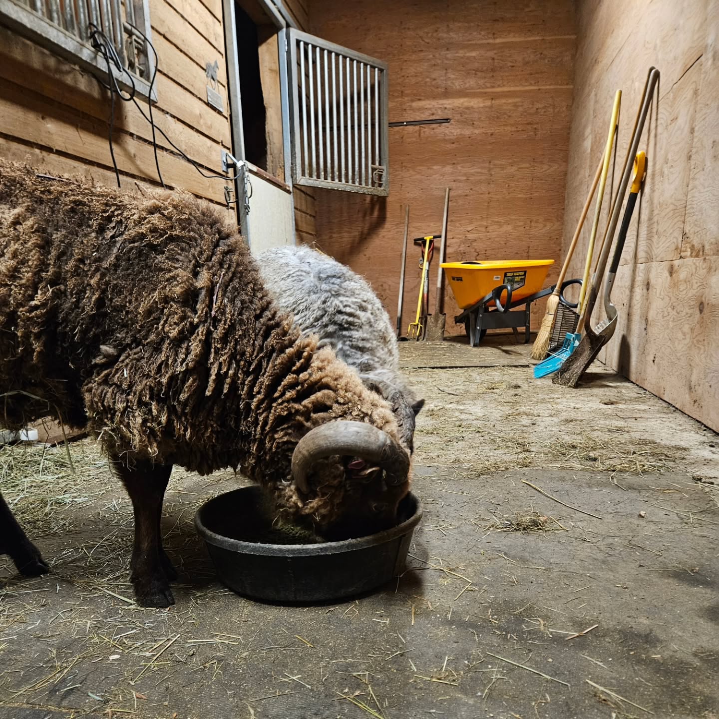 We were in a wealthier city today to have lunch with family (Khao San Thai in Issaquah is delicious!) and did some errands. It's always great to spend time with my dad and stepmom, but it's also lovely to be back home again, not in traffic, and with our fuzzies, even if I do now need to wipe mud off of my dress boots.
.
#farmlife #livestockfarming #sheep #woolfarmer #sheeplove #fiberartist #horsenroundfiberstudio #smallbusiness #sustainablefashion