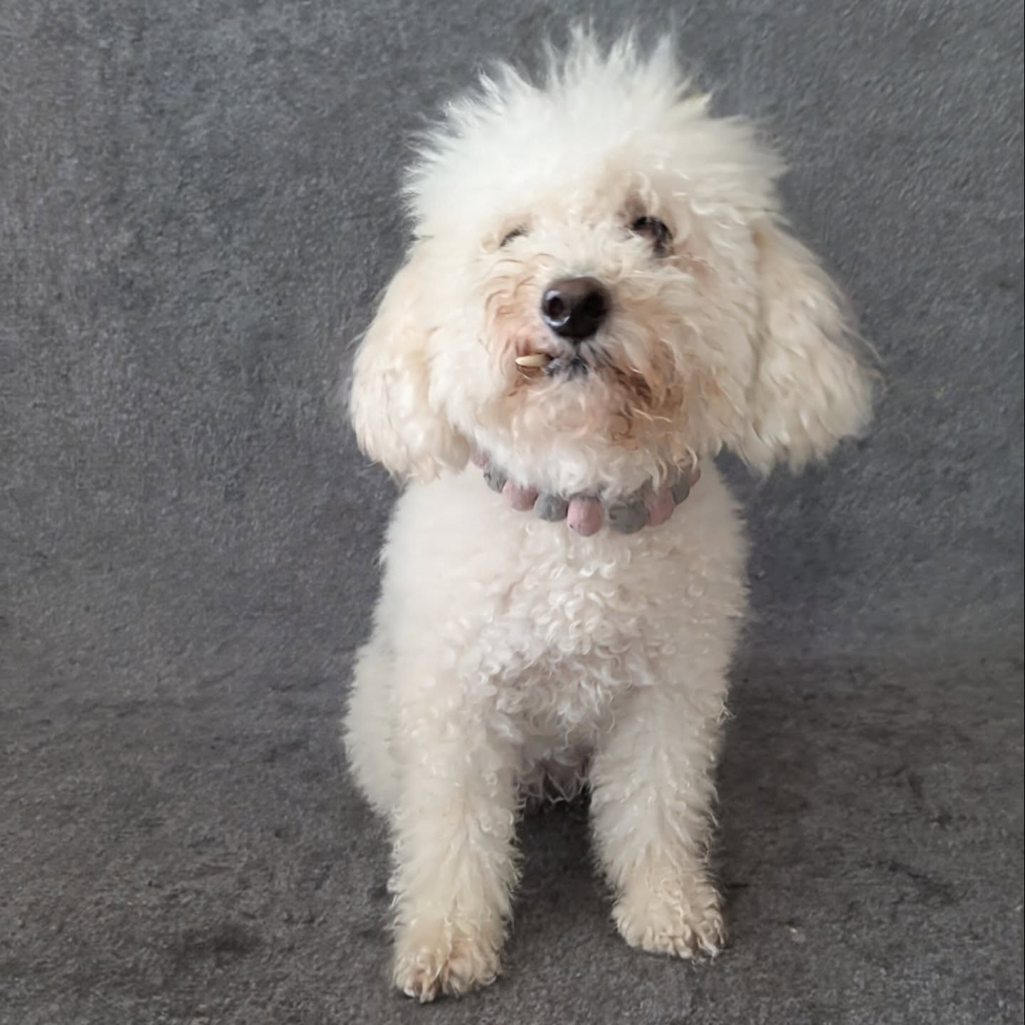 🦷Mimi🦷
#hundefriseurstuttgart #bichonfrisé #toypudel