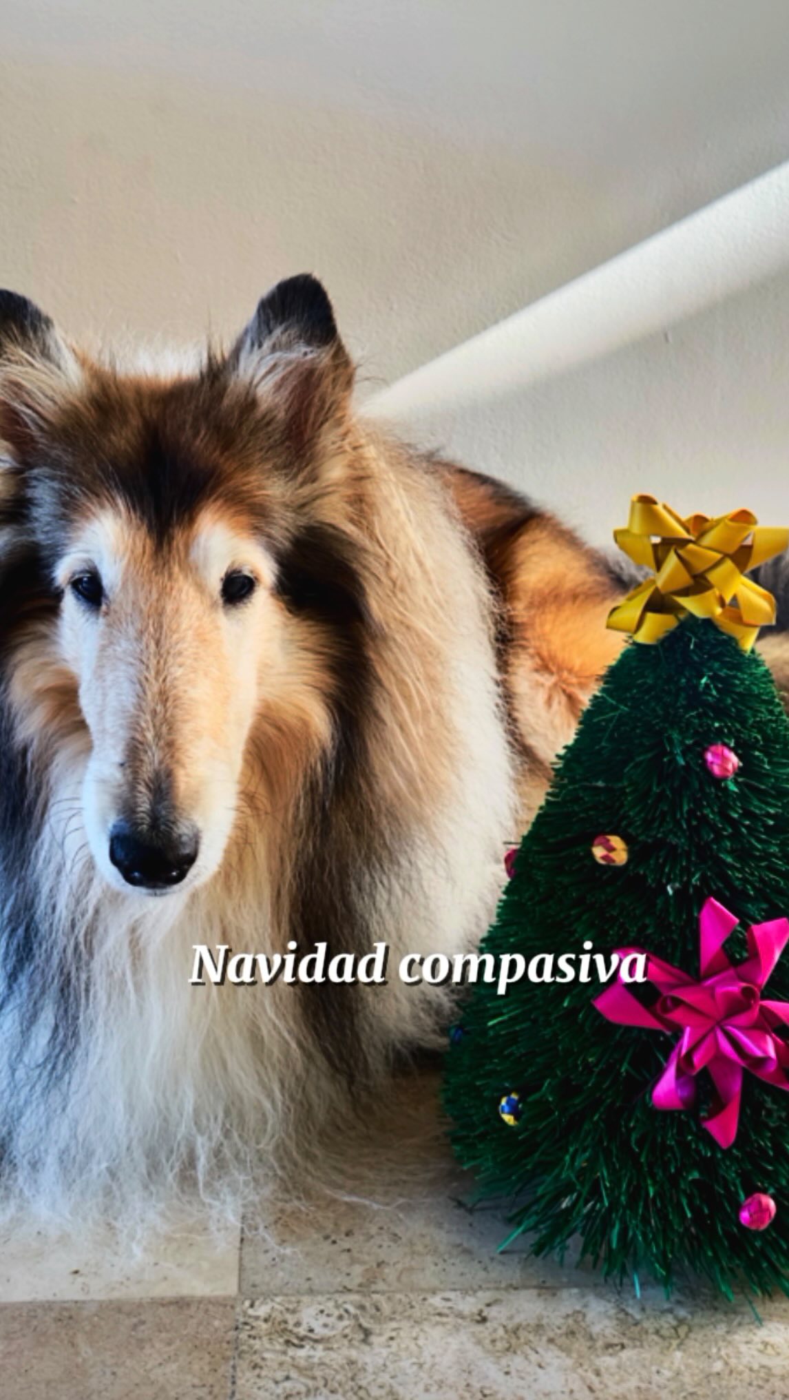 🐾🎄En estas fechas culturalmente, la mercadotecnia, nos invita al consumo en automático y desmedido.
Pero quizás también sea un buen momento para pausar, reflexionar y empezar a cultivar más coherencia ⭐️
🎄La misma capacidad que tenemos de ser compasivos con nuestros animales de compañía puede extenderse a toda la vida que nos rodea, porque en cada decisión y en cada consumo generamos un impacto no sólo dentro de nuestro lugar, sino en toda la vida que nos rodea ♻️🌎🐾🤍👣
#amoranimal #navidad #reflexión #consumoconsciente #navidadconsciente #perros