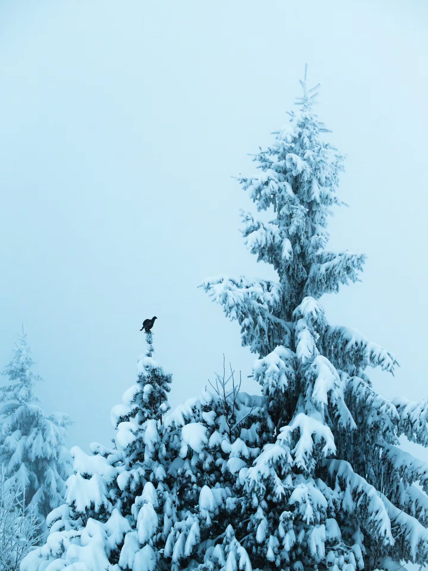 What kind of weird christmas tree topper is this? 🎄
Lovely encounter with a rare woodland grouse in thick blue hour fog today.