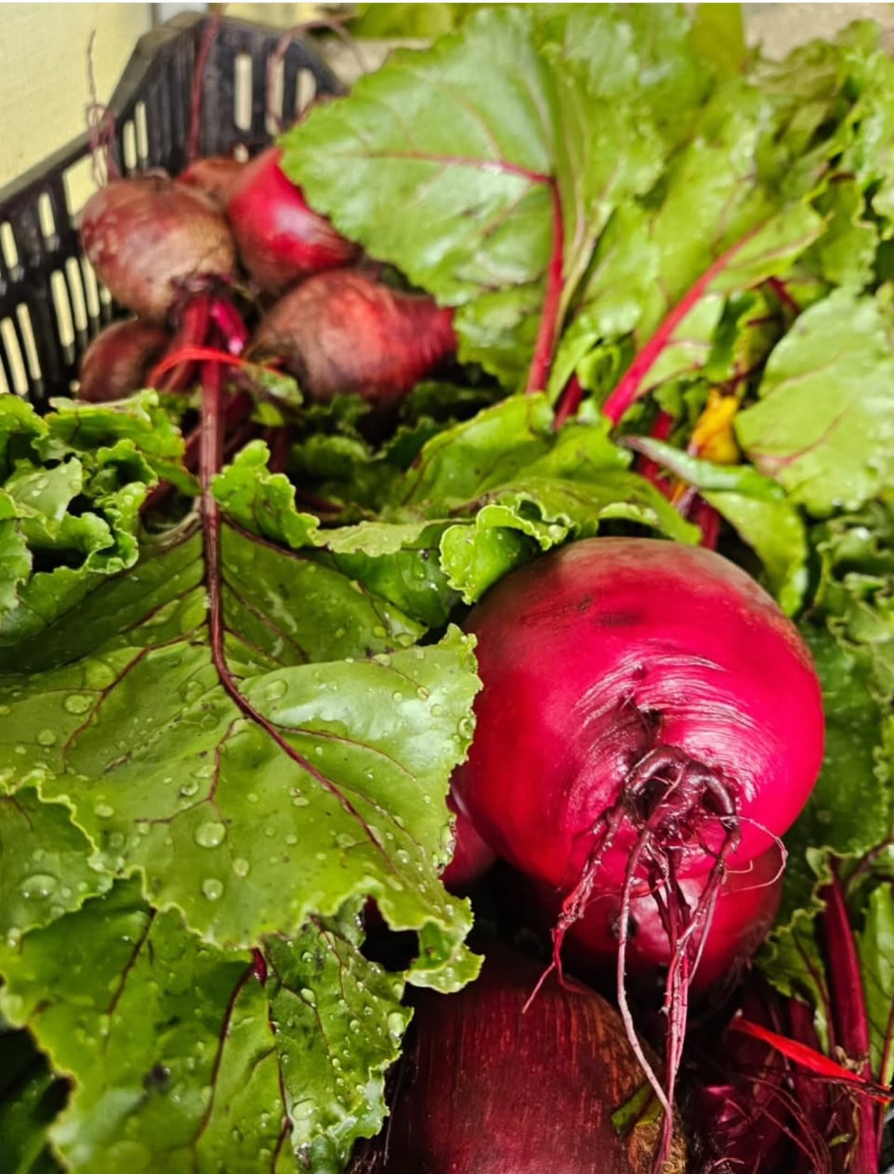 We are ready for summer with lots of amazing juice blends to keep you healthy and hydrated!
Come and visit us at one of our regular markets this week! 🫚🍎🍋
Saturday: @farmersmarketcarlton @farmersmarketcoburg @farmersmarketsmrsg
@geelongcitymarket
@palmbeachfarmersmarket
Sunday:
@farmersmarketalphington
@flemington_farmers_market
@elthamfarmersmarket