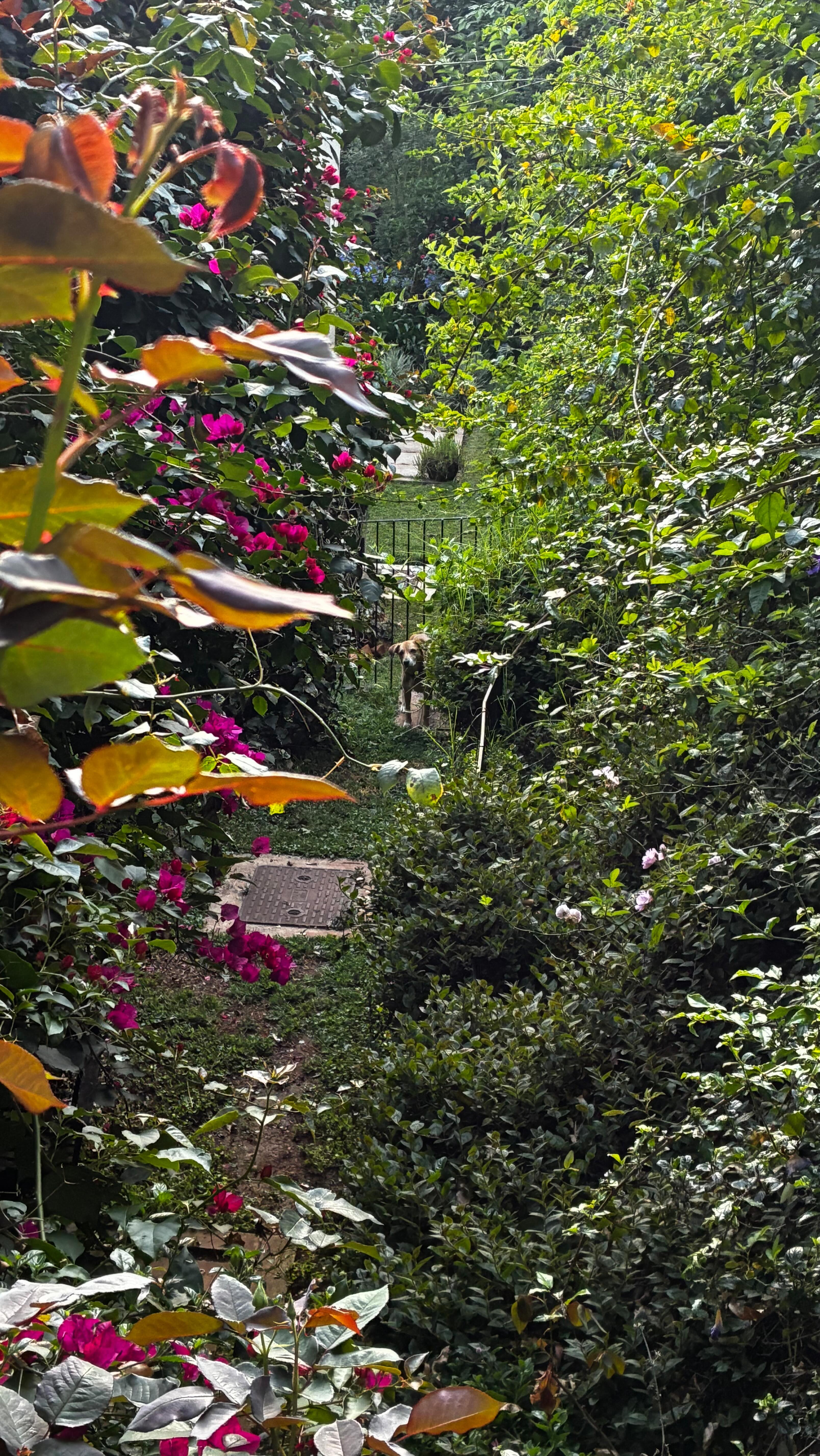 A pretty great start to the morning observing the magic in our own garden, there’s always something new to learn, something to prune away, when we slow down and look closely. 🌿🥬🐝🌾🙌
Getting prepared for tomorrow’s big planting day at the ongoing work with our client! Exciting! 🙌🌾
Now, looking forward to an exciting day at Brown’s with Dan Kittredge, diving deep into food and why nutrient density truly matters. From soil to plate, it’s all connected, and it’s exactly what our work is rooted in too. 🥦🌾🍽️