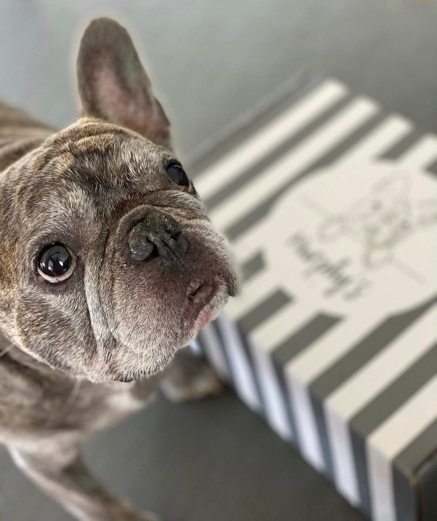 MURPHY‘S - Mehr als nur ein Onlineshop✨
In allem was ich für eure Wauzis tue, steckt viel Liebe zum Detail & ganz wichtig - eine sorgsame Sortimentsauswahl! 🐶♥️
#seeyousoon
—————————————————————
www.murphysbox.de
—————————————————————
⠀⠀⠀⠀⠀⠀⠀⠀⠀⠀⠀⠀⠀⠀⠀⠀⠀
#organicdogstore #happydog #hundeliebe #hundeglück #hundeladen #wiedereröffnung #hundegeschenk #doglover #hundemama #hundemensch #dogstore #organic #dogtreats #nurdasbeste #dogs #ilovemydog #überraschungsbox #hundegeschenk #meinkleinerladen #wemissyou #seeyousoon #smallbuisness #ilovedogs