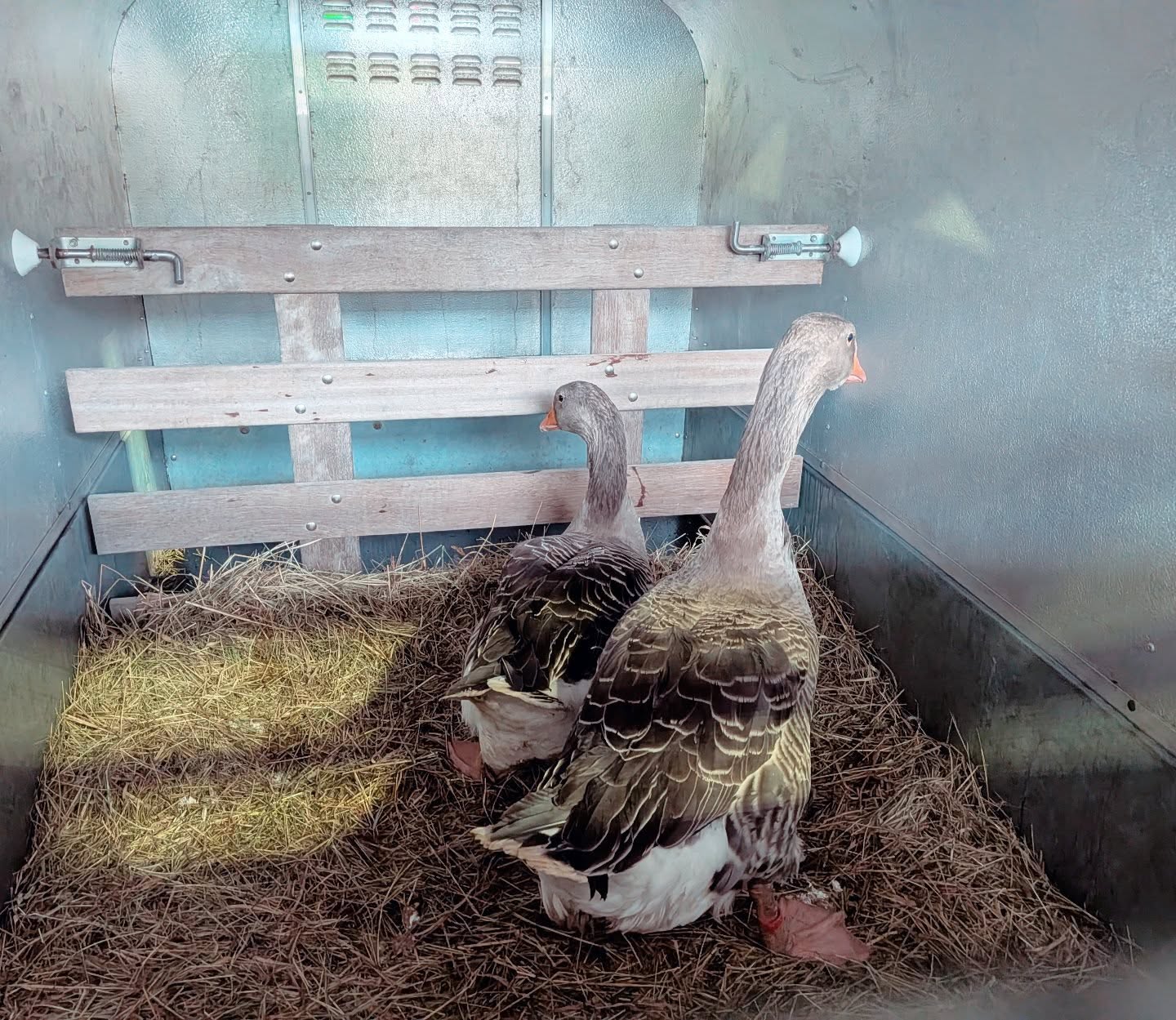Some passengers just don't want a photograph! How rude 😂
#geese #poultry #transport
