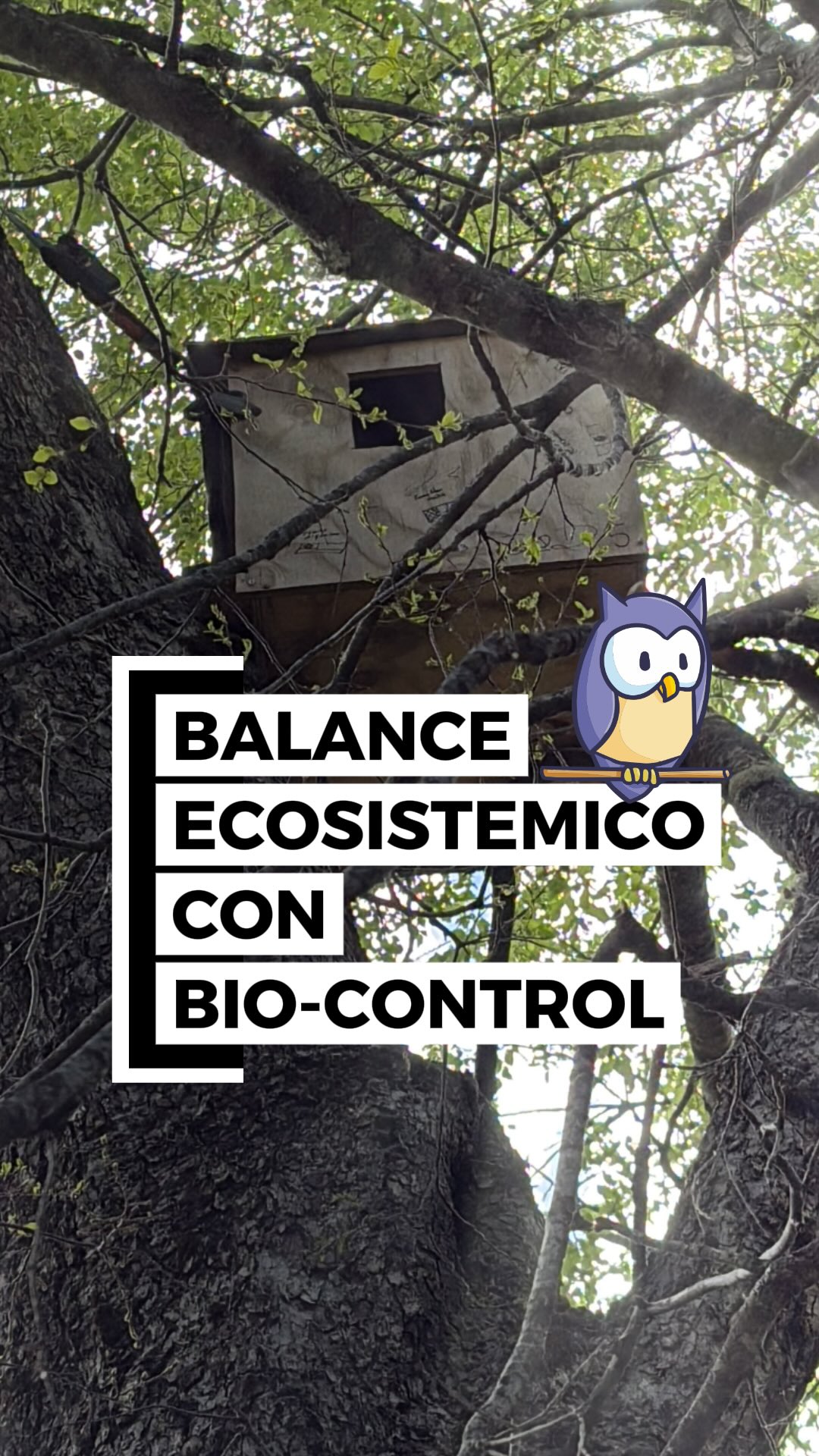 🦉 Comenta “rapaces” y te enviaremos el instructivo en PDF 👍
🐇 🐁 Funciona para todo tipo de desbalance ecosistémico / plagas: conejos, ratones, etc.
🗣️Cuéntenos sus experiencias y envíennos fotos de sus casitas!!