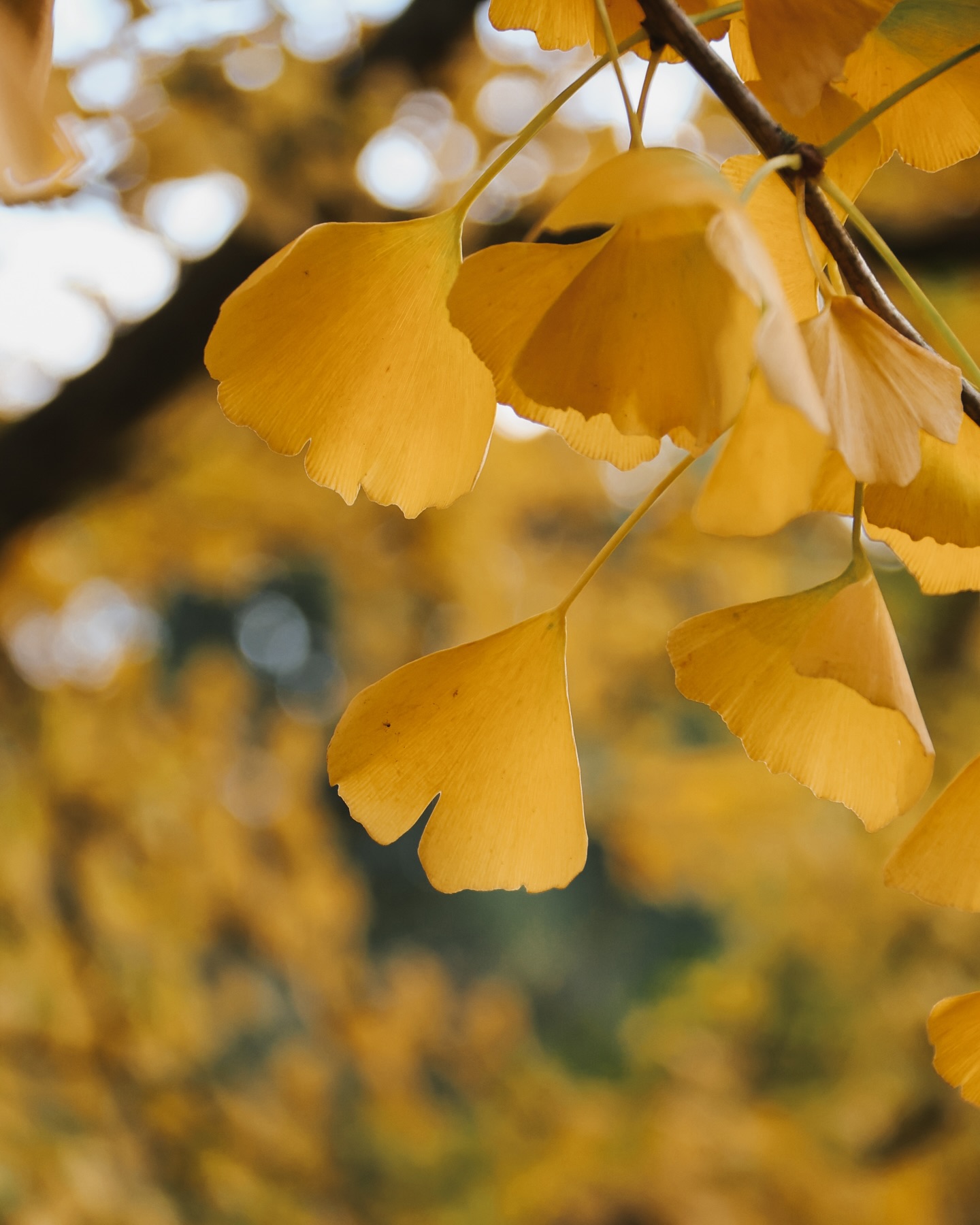 There are rumours the old woods pass around. About a tree that remembers too much.
They say the ginkgo carries the echo of vanished forests, the quiet of eras that slipped beyond memory.
Ask the elders and they’ll tell you it’s older than any tale we’ve managed to keep, a survivor from a world with slower winds and deeper roots.
Some insist it bridges worlds - the ancient and the present, the lost and the living.
Most just nod, and call it what it feels like: a gentle guardian that time forgot to weather.
#ginkgo #ginkgobiloba #ginkgotree #ginkgobilobasaratoga #autumncolours