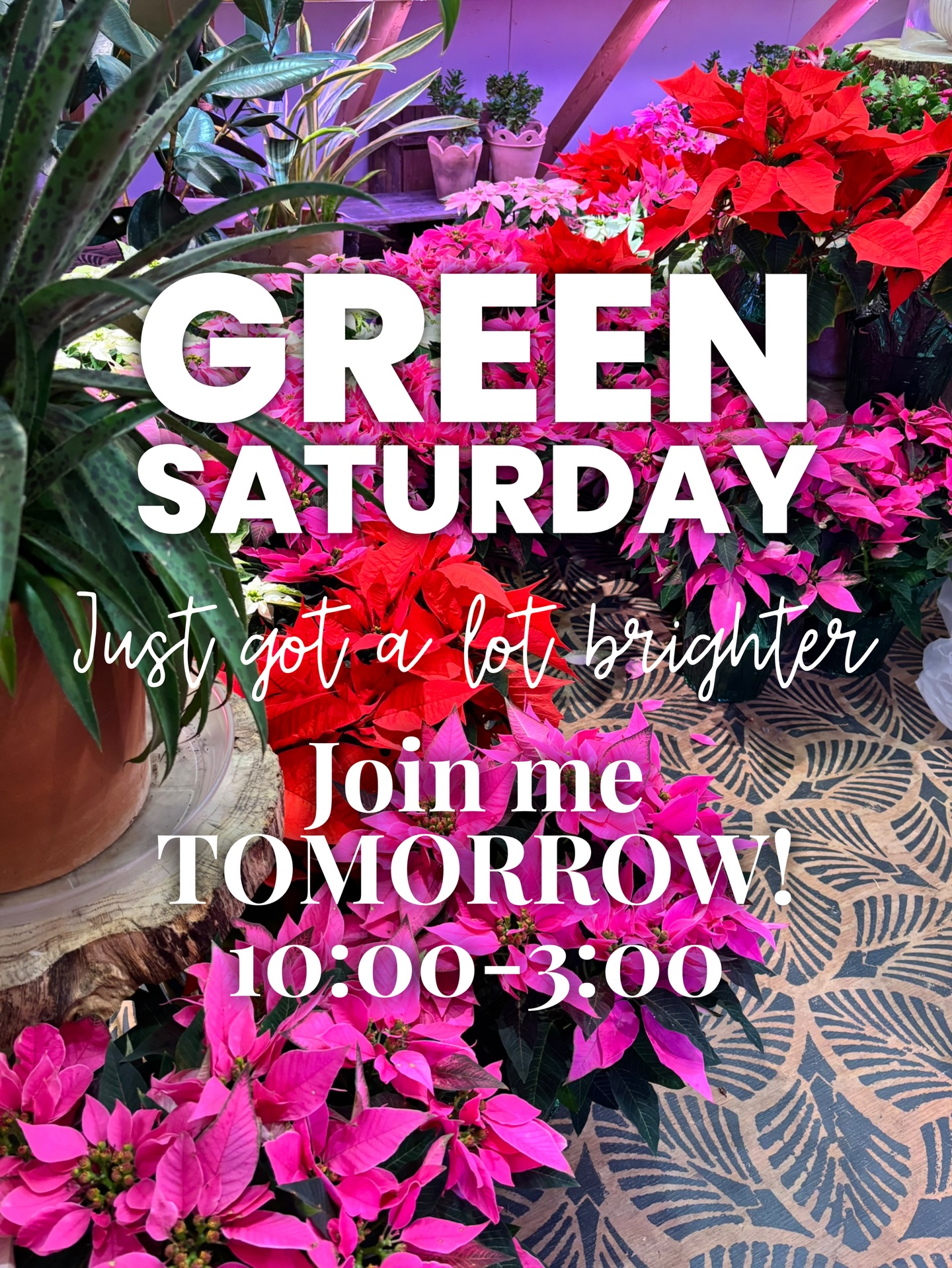 Hope you’ll join me tomorrow! Poinsettias, amaryllis, live greenery arrangements, door baskets, studio original wreaths and more.