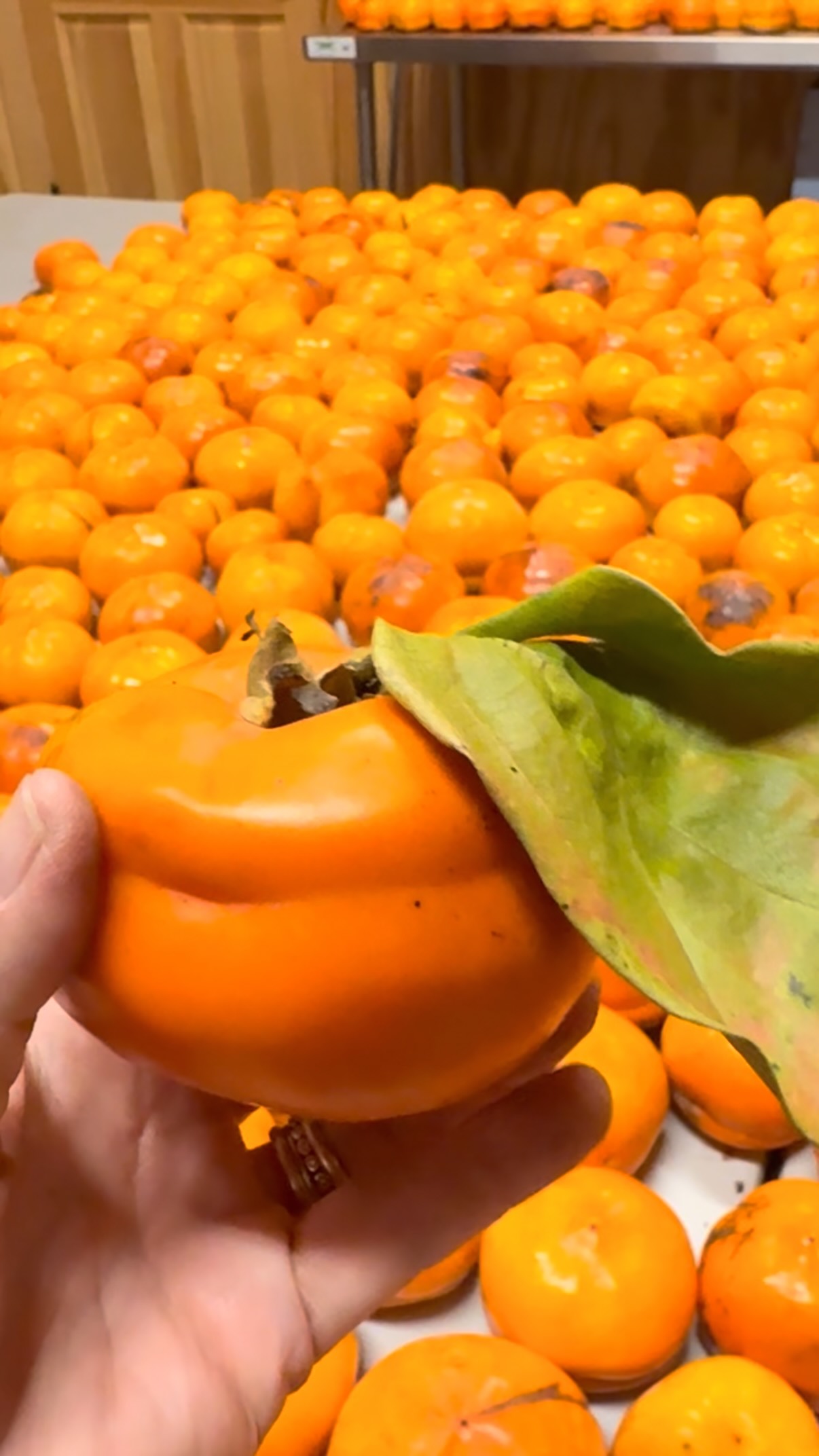 Bountiful, Beautiful, Tamopan Persimmons! Available now! DM us for an appointment to visit and purchase some! #eightgatesfarmnc #eightgatesfarmproduce #persimmonbread #beekeeper #tamopanpersimmon Thank me yyyyyyyyy