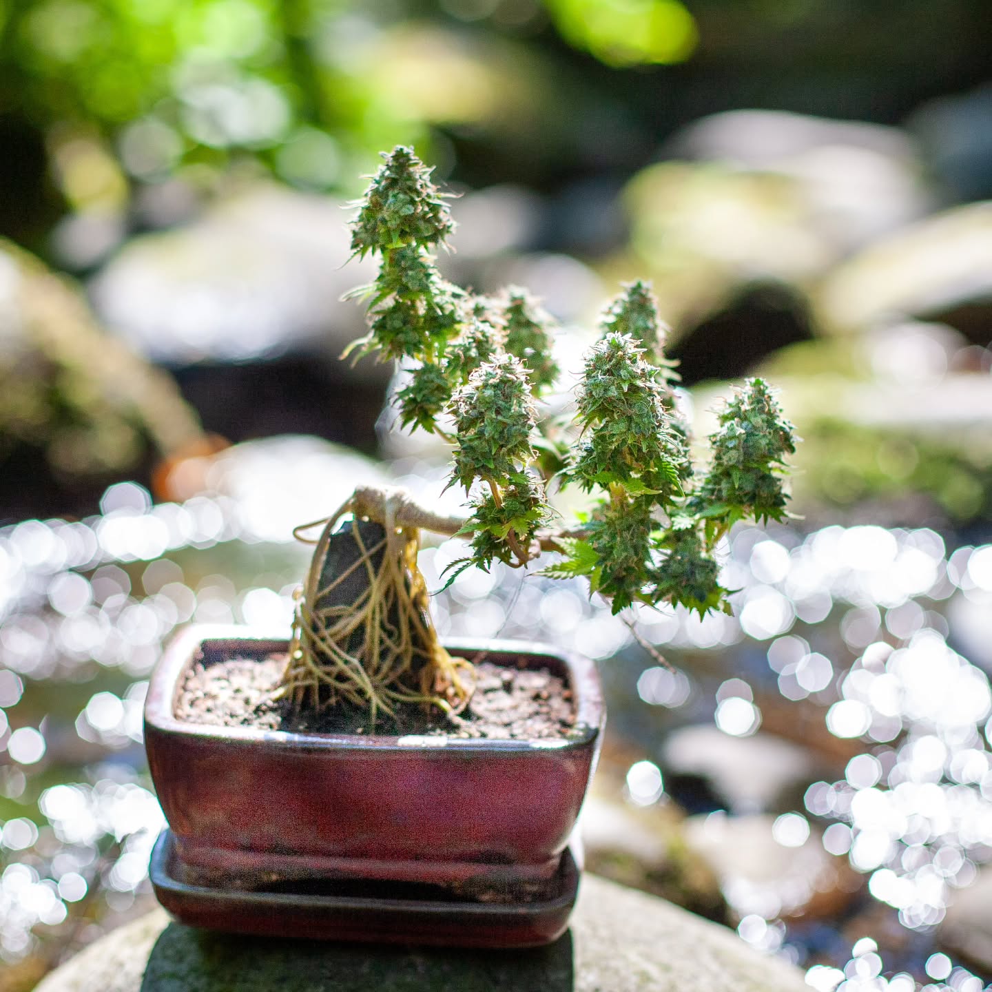 Same pot, different plant, but a whole lot of history in this little container. This is the pot I used for my very first cannabonsai, and it’s been tested so many times since. Some of my best grows have come out of it, and every new plant feels like it adds another chapter to its story. Funny how a simple pot can end up carrying so much of the journey.
Still growing strong with @_mephistogenetics use cannabonsai at the link in bio for 10% off.