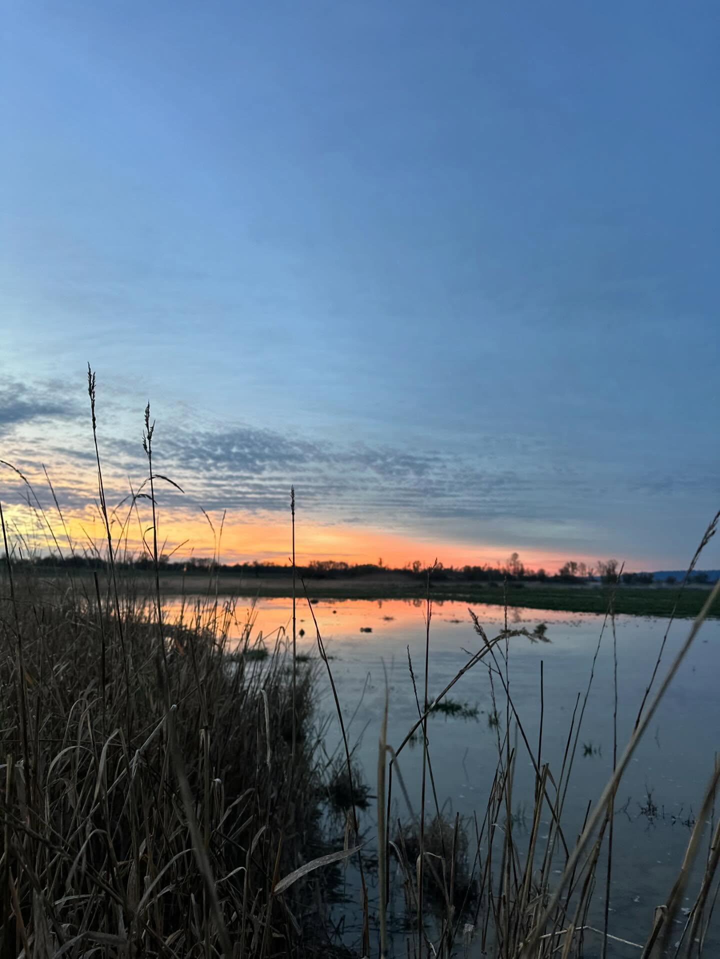 Sick of Turkey? Shoot Ducks. #duckhunter #duckhunting #hunting #turnpiketroubadours