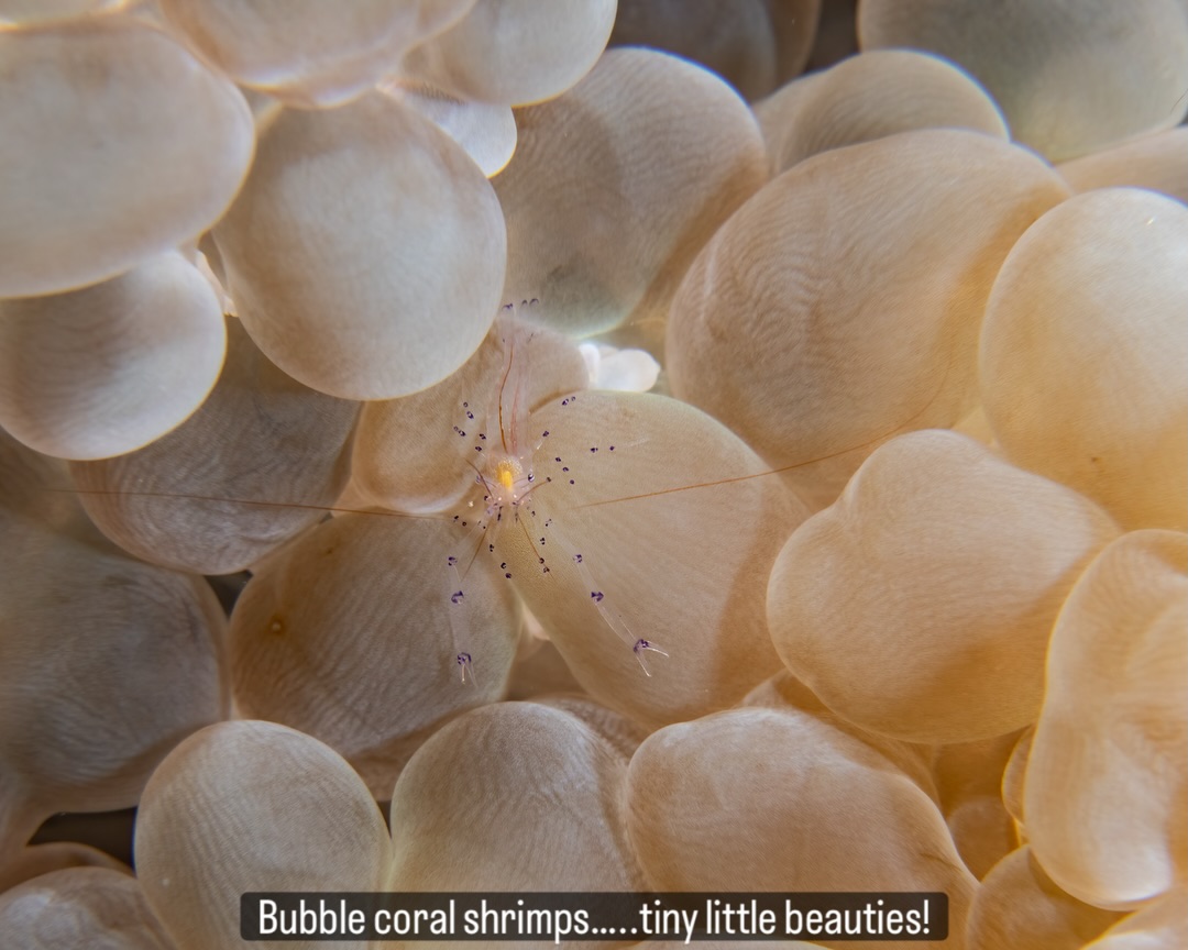 ๐๐ก๐๐ซ๐ ๐๐ฎ๐๐๐ฅ๐๐ฌ ๐๐ซ๐๐๐ญ๐ก๐, ๐๐ซ๐ข๐ญ๐ญ๐๐ซ๐ฌ ๐๐ก๐ข๐ฌ๐ฉ๐๐ซ
Every dive reminds us how much life is tucked away in the smallest corners of the reef. Bubble Coral Shrimps (Vir philippinensis) are almost invisible at first glance โ delicate, transparent, and perfectly at home among the soft, pillowy bubbles of their coral hosts.
Move too fast and youโll swim right past them. But slow down, let your eyes adjust, and suddenly a tiny glint appearsโฆ then two delicate antennaeโฆ and a shrimp no bigger than your fingernail reveals itself.
These are the moments we love โ the rewards of patience, stillness, and the quiet art of observing. The reef always has something to say when we give it time to speak.
๐ธ John Warmington
Message or visit our webpage for more details at:
๐๐๐.๐ฐ๐ฟ๐ถ๐๐๐ฒ๐ฟ๐๐ฝ๐ผ๐๐๐ฒ๐ฟ.๐ฐ๐ผ๐บ
Why not relax and spend a few days away โ dive and stay at Karma Waters Villa
๐ต๐๐๐ฝ๐://๐ฎ๐ถ๐ฟ๐ฏ๐ป๐ฏ.๐ฐ๐ผ๐บ/๐ต/๐ธ๐ฎ๐ฟ๐บ๐ฎ๐๐ฎ๐๐ฒ๐ฟ๐
#UnderwaterPhotography #VanuatuMoments #DiveVanuatu #KarmaWatersVanuatu #ReefCritters