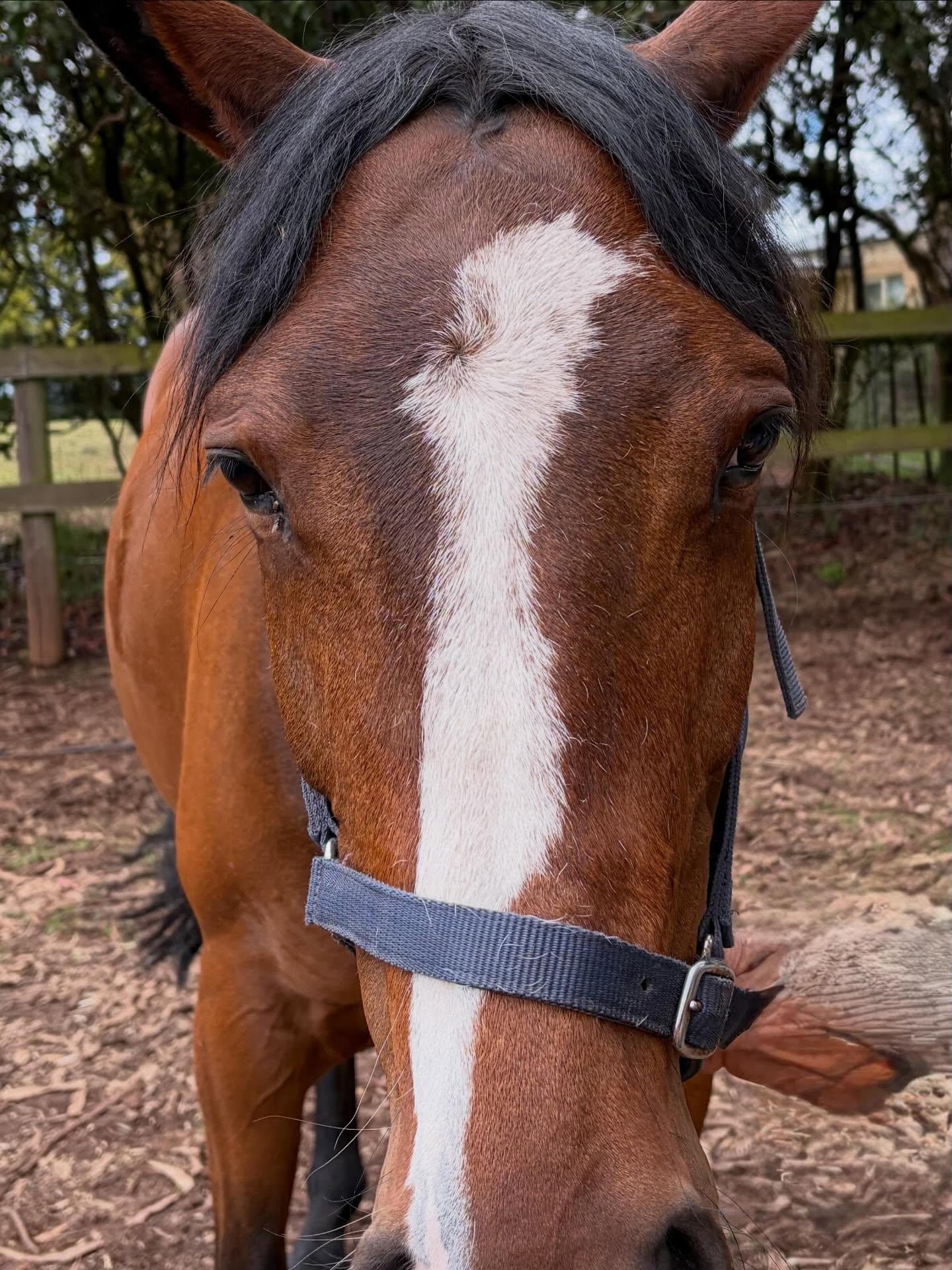 Markings can sometimes trick the eye when it comes to symmetry. What can you see on Reggie’s face?
#symetry #equinemassage #equinebodywork #cranialsacraltherapy #energyhealing #woofandhoofwellness #macedonranges