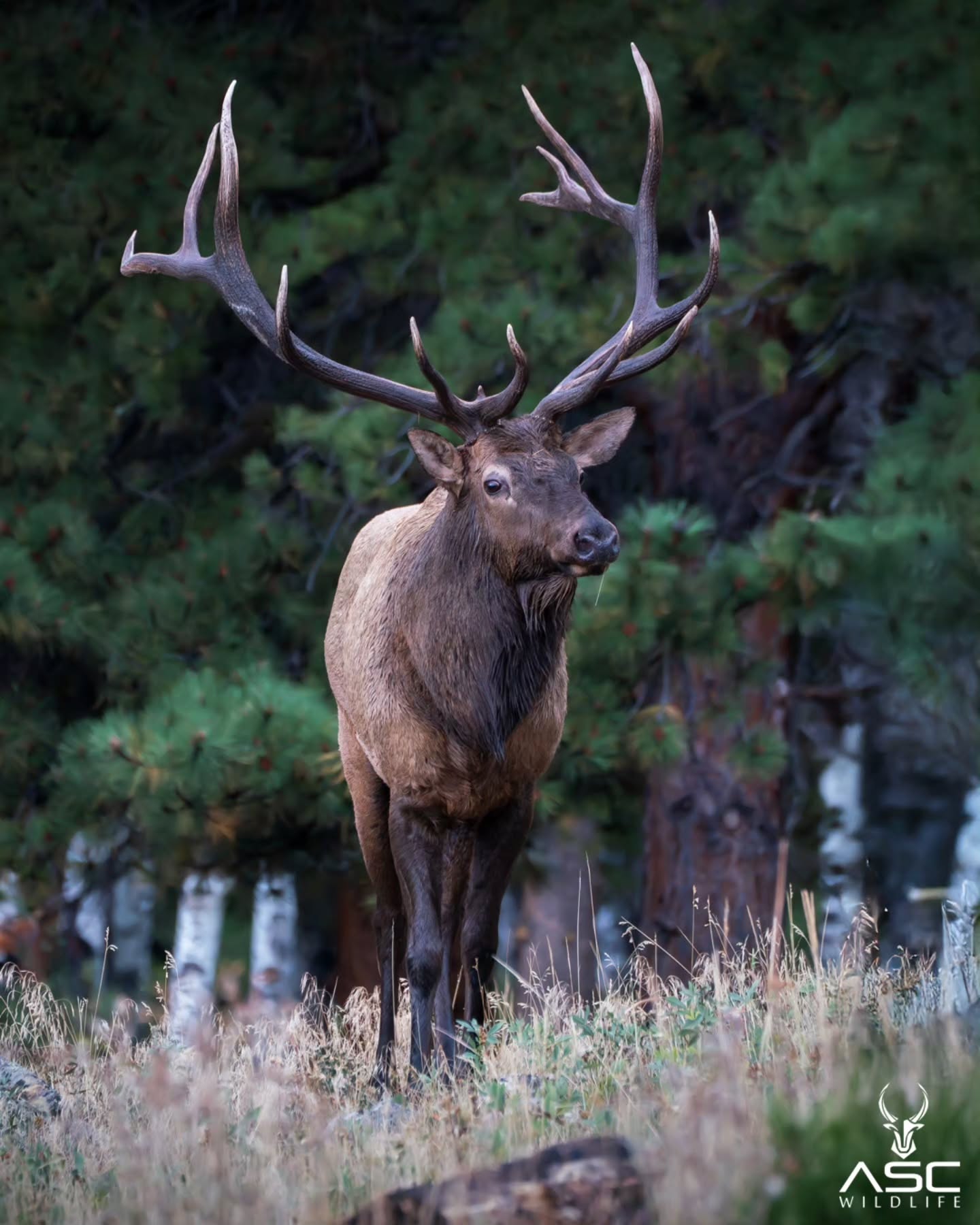 Handsome bull elk in Rocky Mountain National Park. Love his dark antlers and white tips. He was looking at a younger bull that was nearby while be tended his cow. Beautiful moment.
Photography by @ascwildlife
.
.
.
#wildlifephotography #bullelk #colorado #rockymountains #rmnp