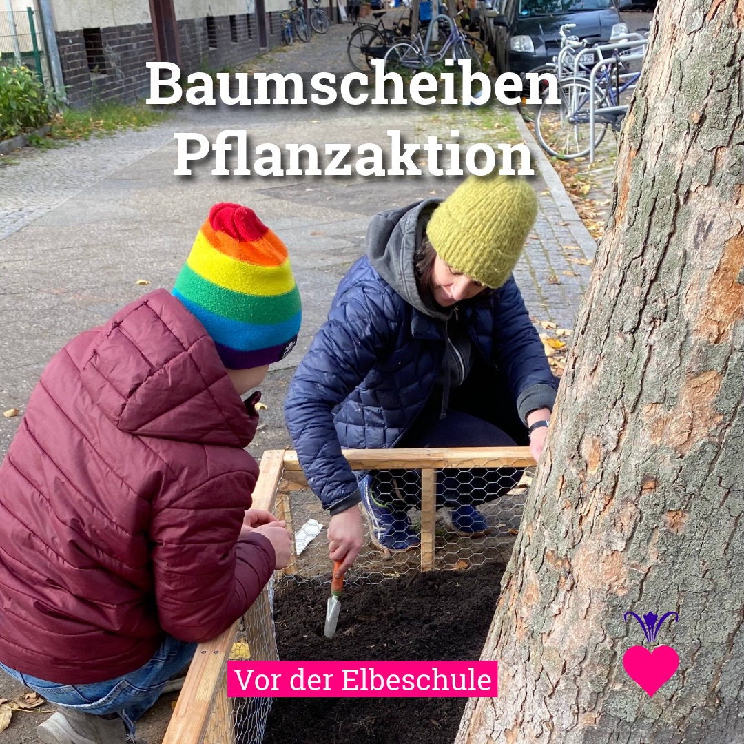 🌷🌼🌸🌺🌻
Frühblüher für die Elbeschule im Harzer Quartier!
Im November hat die Eltern-Schulgarten-AG gemeinsam mit den Kindern die Baumscheiben vor der Schule bepflanzt. Boden wurde mit guter Komposterde verbessert, eine Umrandung gebaut und unzählige Blumenzwiebeln sowie weitere Pflanzen gesetzt – jetzt darf es im Frühling bunt werden.
🩷💙 Ein riesengroßes Dankeschön an Claudia und alle engagierten Eltern!
Seit Jahren schafft ihr mit viel Herz einen Ort, an dem Kinder toben, lernen, Natur erleben und Lebensmittel kennenlernen können. Solches Engagement lässt den Kiez aufblühen.
An der Elbeschule passiert gerade viel: Die Schule wird saniert und soll künftig mehr Fläche für den Schulgarten bekommen. Ab 2026 übernimmt Hort-Erzieherin Frau Willsch Mitverantwortung – und es braucht neue Menschen, die Lust haben, z. B. einmal pro Woche gemeinsam mit Kindern im Schulgarten aktiv zu sein. Kräuter, Blumen und Gemüse inklusive 🌱
📣 Wichtig: Es gibt noch 4 Baumscheiben-Starter-Kits!
Die Baumscheiben-Kampagne läuft bis April 2026 und richtet sich an Schulen, Kitas, Senioreneinrichtungen und andere soziale Orte.
💌 Bewerbung per Mail an harzacker@parzelle-x.de
Betreff: „Baumscheiben“
Unterstützt wird die Aktion auch dieses Jahr vom Fernheizwerk Neukölln.
#harzacker #parzellex #neukoelln #harzerkiez #harzerquartier #berlin #elbeschule #schulgarten #qmharzerstrasse #schulgarten #baumscheibe #elternengagement #kinderundnatur #baumscheiben #fruehblueher #blumenzwiebeln #stadtgruen #urbangardening #kiezprojekt #nachbarschaft #ehrenamt #biodiversitaet #insektenfreundlich #naturerleben #gemeinsamgestalten