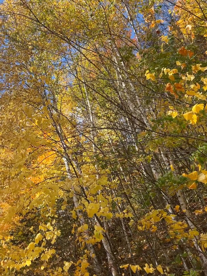 Saying goodbye to fall 🍂 (aka Realtor-travel-season) grateful that we could sneak in some exploring - Millers in Quebec and Cieminis’s in British Columbia 🤗. We are ever thankful for the work days and the play days and how both make the other possible.
#top25of25 #realtortravelseason #h4gteam #makeamove #makeadifference #2025homesales #2025homebuyers #ochomes #ocrealestate #ocrealtors #topproducer #whoyouworkwithmatters #adoptionsupport #fostersupport #orphancaresupport #goodnews