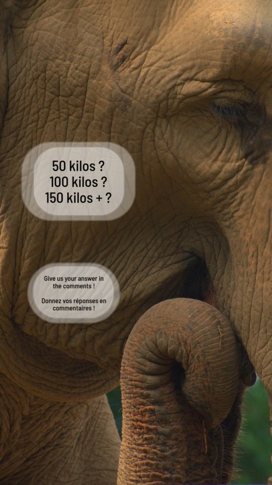 🇬🇧 Eva is fully focused on what she loves most… food time! 🥬🐘
Today is quiz day ! can you guess how many kilos Eva eats in a day ? 🤔
Drop your answer in the comments! 💬👇
Let’s see who knows Eva best 😄
----
🇫🇷 Eva est totalement concentrée sur ce qu’elle aime le plus… l’heure du repas ! 🥬🐘
Dans la vidéo d’aujourd’hui, on vous a préparé un petit quiz — devinez combien de kilos Eva mange dans une journée ? 🤔
Partagez votre réponse en commentaire ! 💬👇
On va voir qui connaît Eva le mieux 😄
#Elephant #Eva #ElephantRescue #ElephantSanctuary #StandUp4Elephants #WildlifeProtection #AnimalWelfare #ElephantsOfInstagram #NatureLovers #SupportNGO #Nepal #LoveAnimals #Conservation #SanctuaryLife #EcoTourism 🐘💚