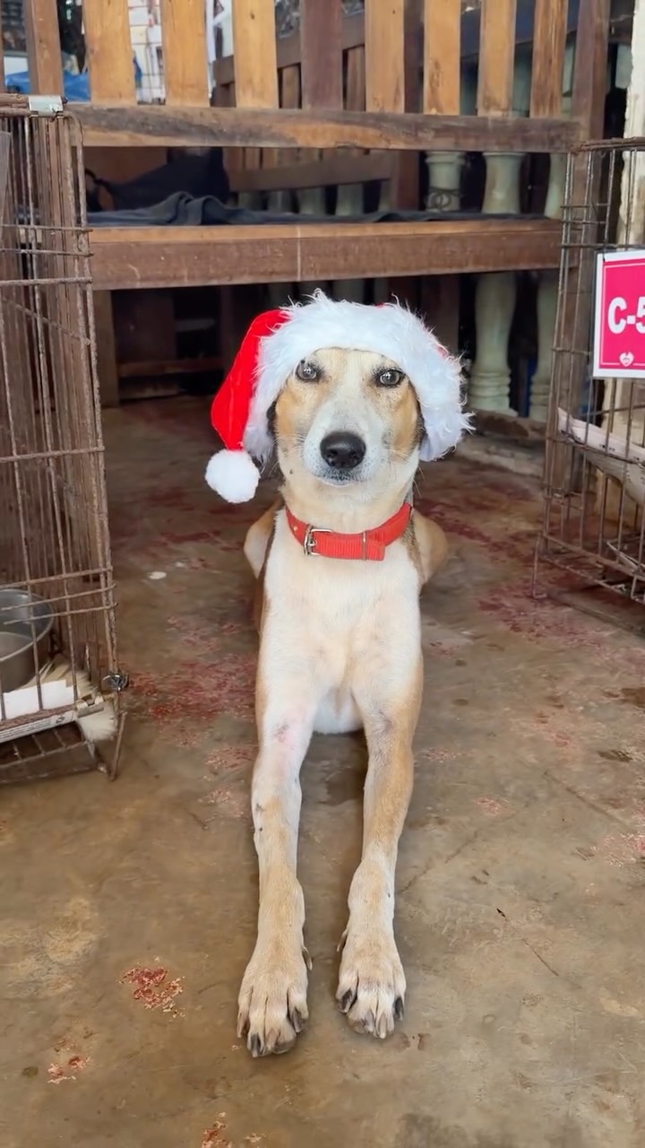 Not sure what to ask for this Christmas? Ask for a donation in your name to our Christmas Fundraiser 🎁✨
Link in bio!!
#animalrescue #animalshelter #dogsofinstagram #adoptdontshop #goa