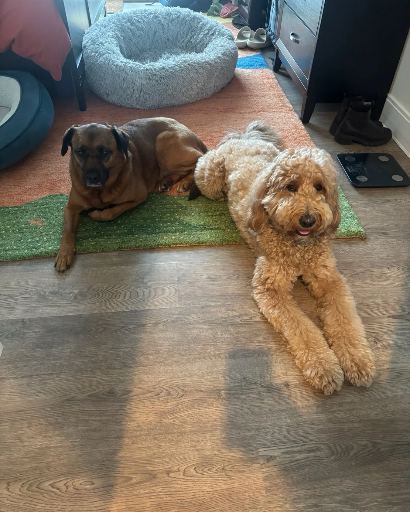 Just a couple of dogs chilling through the day. ๐พ #WagWithWilliam #FearFreeTraining #PositiveReinforcement