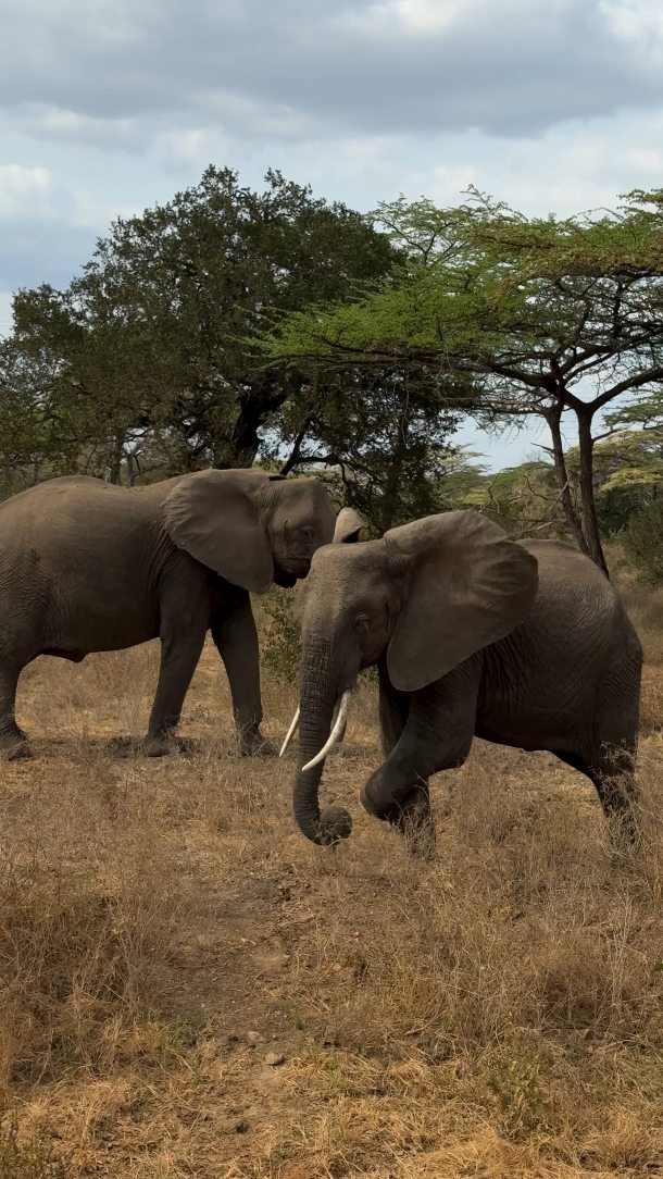 A day in paradise, a lifetime of memories
🦒🐘🏝️🦁
Wildlife, open plains and endless adventure — experience a full-day Selous/Mikumi National Park Safari straight from Zanzibar. 🐘
Please find more at
www.cheicheizanzibartour.com
@cheichei_zanzibar_tours
video cc @mariannemota__
#africanwildlife #cheicheizanzibartour #zanzibar🇹🇿 #zanzibarisland #animallovers #safari #safariexperience #localguides #tanzania #tanzaniasafari #holidayseason