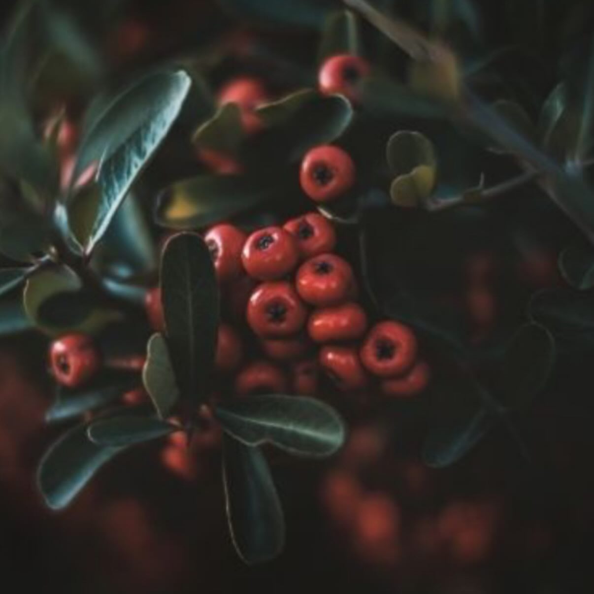 We’re stepping into full festive mode because A Market Place Christmas is happening THIS Thursday from 4.30pm — and trust me, you’ll want to be there.
Here’s what’s waiting for you inside the apothecary:
✨ Gift boxes galore (seriously, Santa’s worried)
✨ Free gift wrapping — because cellotape should be illegal
✨ Live music from Tobias James (yes, the composer from Clarkson’s Farm)
✨ Festive herbal tea tasting to warm your winter soul
✨ Goody bags for the first 20 people — because you deserve a treat too (and you’ll want to get your sticky mitts on this one)
✨ Free & by-donation massage + craniosacral taster sessions (get in quick)
✨ Major festive vibes
And the magic doesn’t stop with us — our lovely neighbours are joining in:
@mother.clucking.farm.devon @london_house_bideford @devonshire_cork_and_vine, The Quirky Workshop, @lordandtaft @minxyssweets and @thehenleylarder … basically, Bideford is about to sleigh.
Come get your Christmas shopping blitzed in one delicious, stress-free sweep.
Thursday. 4.30pm. Bring your festive spirit (and a bag).