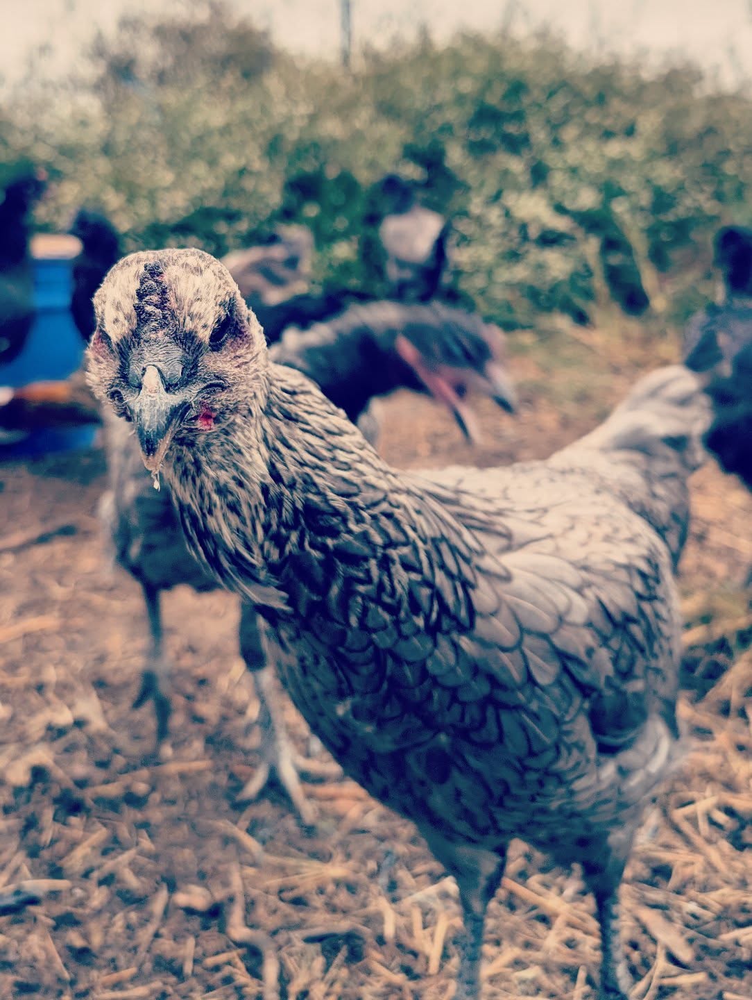 Beautiful silver hen from 2025 gen