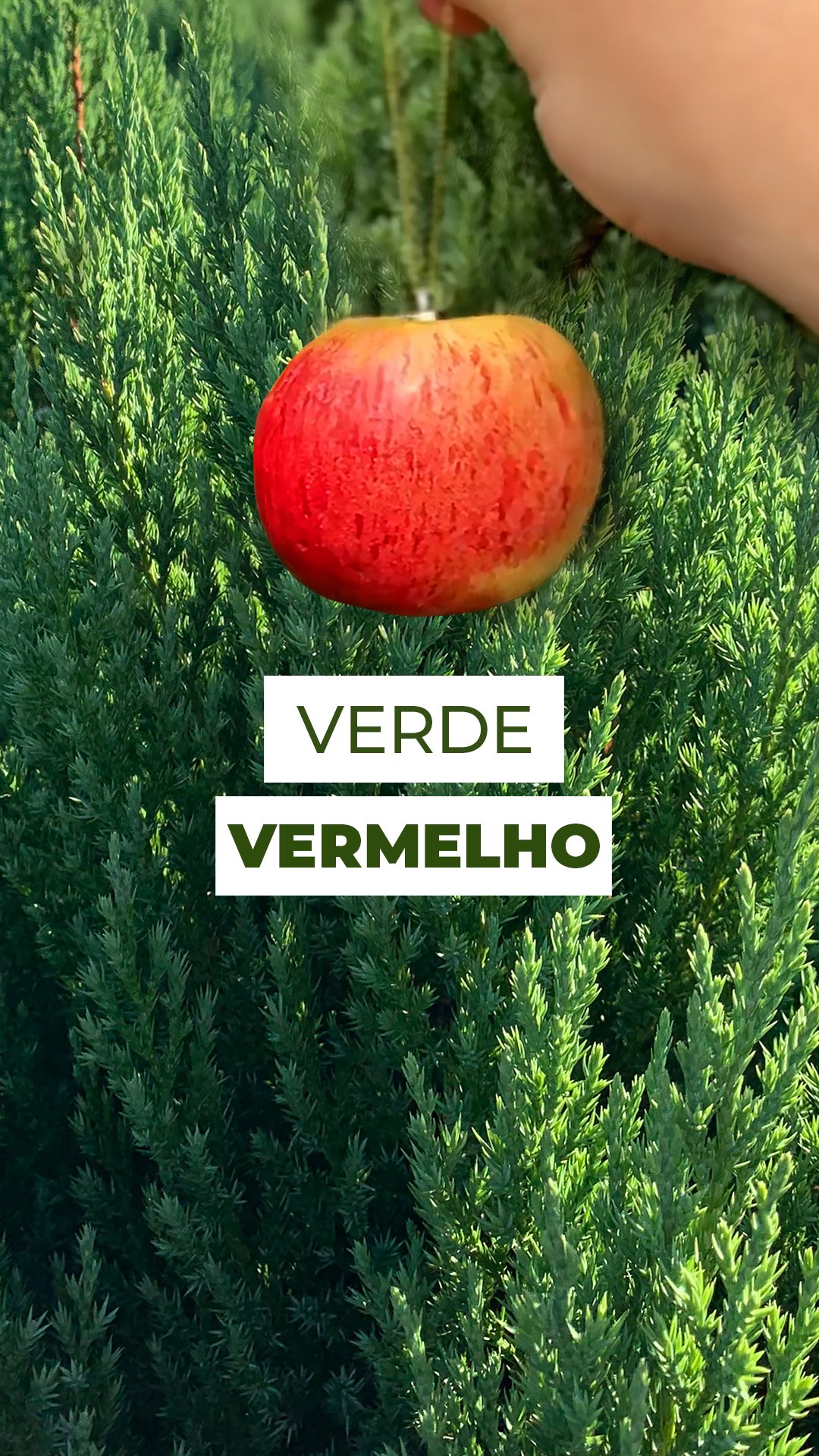 Você já reparou que o verde e o vermelho estão em absolutamente tudo no Natal? 🎄✨
Essas cores não foram escolhidas por acaso, elas carregam histórias que atravessaram séculos.
O verde sempre esteve ligado à ideia de vida, resistência e renovação, muito por causa dos pinheiros, que seguem firmes e verdes mesmo no frio mais intenso. 💚
Já o vermelho ganhou espaço nas antigas tradições natalinas, quando as primeiras decorações começaram a substituir frutos por enfeites feitos à mão. ❤️
Com o tempo, essas duas cores foram se tornando símbolos oficiais do Natal.
Uma celebração que mistura história, tradição e um toque de magia. ✨
E aí, você já conhecia essa curiosidade?
#xmas #christmas #natal #xmastime #decornatal