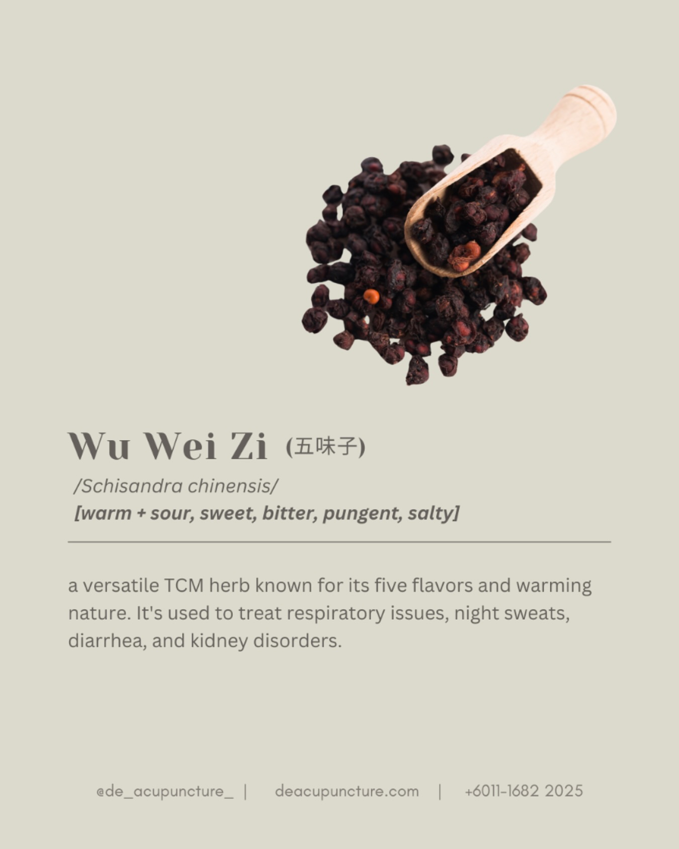Wu Wei Zi, or Schisandra chinensis, is a fascinating herb in TCM.
It’s called “five-flavor berry” because it contains all five tastes: sour, sweet, bitter, salty, and spicy.
Why is Wu Wei Zi so special?
🔸Energy Booster:
It can help increase energy levels 🔋 and reduce fatigue.
🔸Stress Reliever:
It can help calm the mind and reduce anxiety 😌.
🔸Immune System Support:
It can boost your immune system, helping you fight off illness🛡️.
🔸Cognitive Enhancer:
It can improve memory, focus, and concentration 🧠 .
🔸Skin Health:
It can help improve skin health and reduce inflammation.
How to Enjoy Wu Wei Zi:
💛Herbal Tea:
Brew a soothing cup of Wu Wei Zi tea.
💛Supplements:
Take Wu Wei Zi supplements in capsule or powder form.
💛Culinary Uses:
Add Wu Wei Zi to various dishes for a unique flavour.
📣 Remember: While Wu Wei Zi is a powerful herb, it’s important to consult with a healthcare professional before using it, especially if you have underlying health conditions or are taking medications.
_
#traditionalchinesemedicine #中医 #tcm #wellness #health #mindfulness #selfcare #malaysia #KL #PJ #de_acupuncture_ #医心医意中医坊
#DeAcupuncturexHerbsCentre
//
👩🏻⚕️医心医意中医坊
De Acupuncture x Herbs Centre
🇲🇾Certified TCM Practitioners
📣Appointment only, no walk-ins
📍Subang Jaya USJ 1 诊所
🈺Tue-Sat 9am-6pm
☎️WhatsApp 011-1682-2025
🌐deacupuncture.com