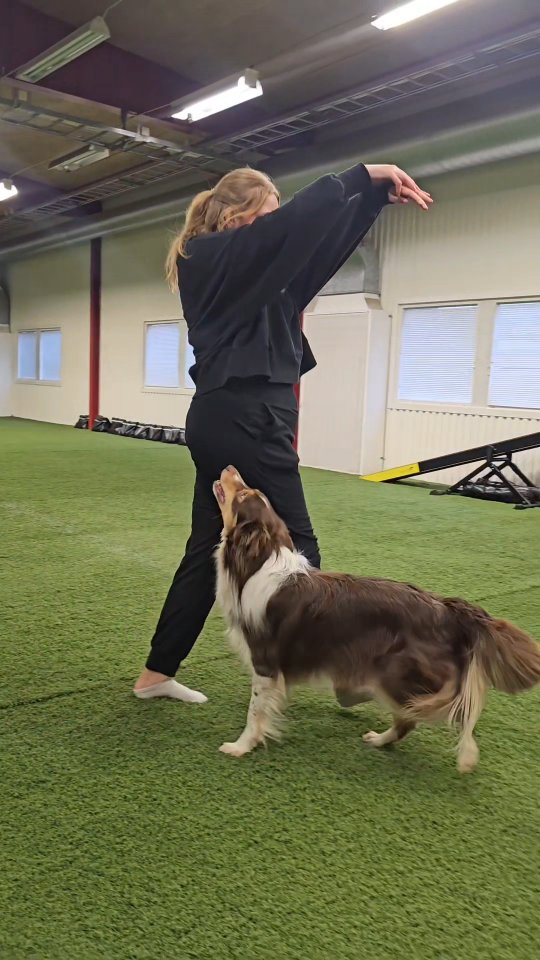 Heelwork with Nacho is always a good feeling 😍👌
#bordercollie #dogdancing #heelworktomusic #dogdancingfreestyle #dogtricks #freestyledog #dogtraining #DancingDog