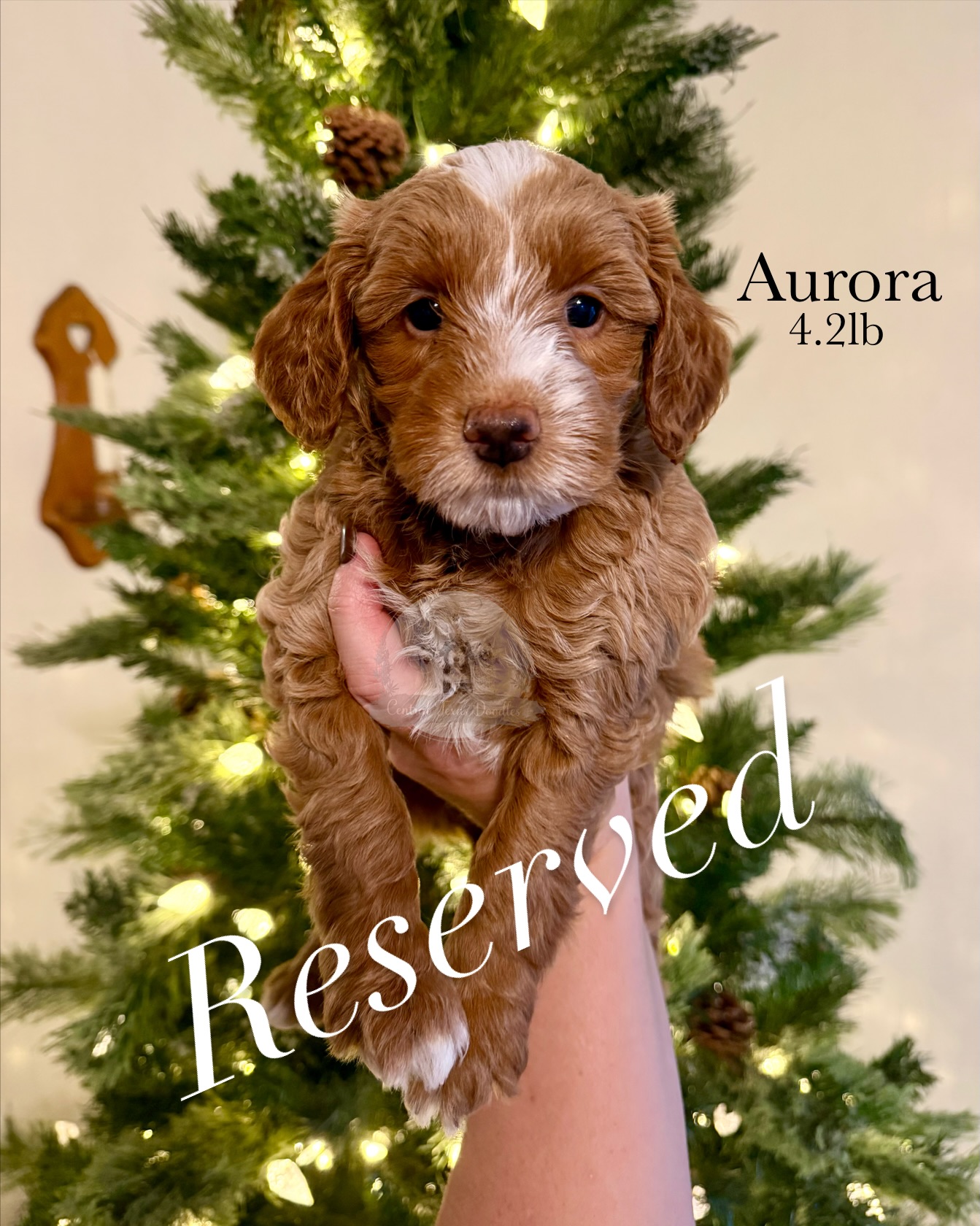 T•A•K•E•N🩷
That just leaves sweet little Fir in search of his people 🩵 We will be delivering to Granbury, Hico, and Georgetown for this litters departures and we’d love to bring Fir along! We’re also offering local pick up in Comanche or meeting halfway anywhere in Texas! He is ready in December 12th 🎄🎅🏻